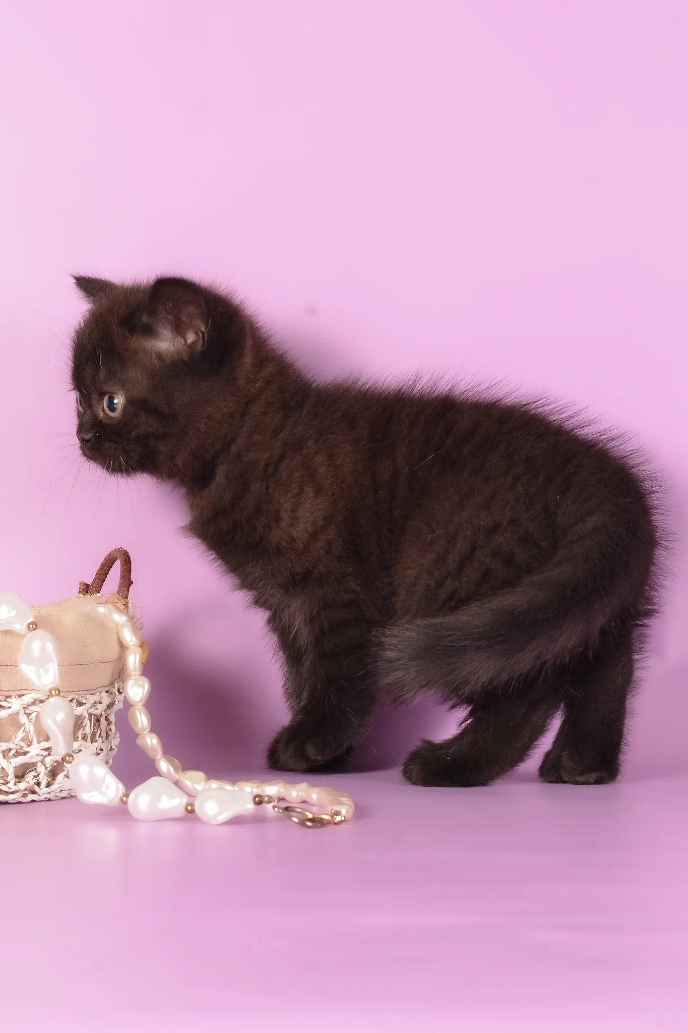 Teodora | Scottish Straight Kitten - Image 6