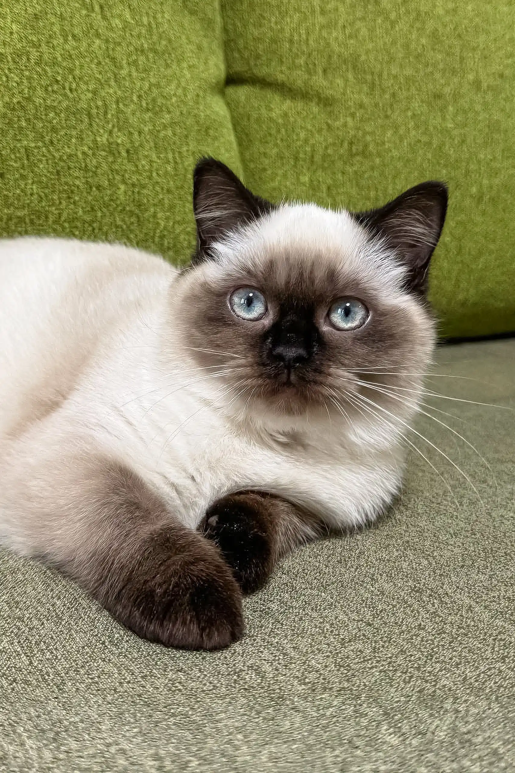Tiffany | Scottish Straight Kitten - Image 4