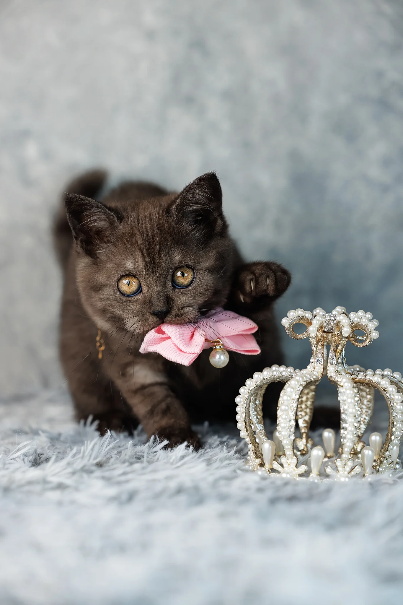 Uma | Scottish Straight Kitten - Image 4