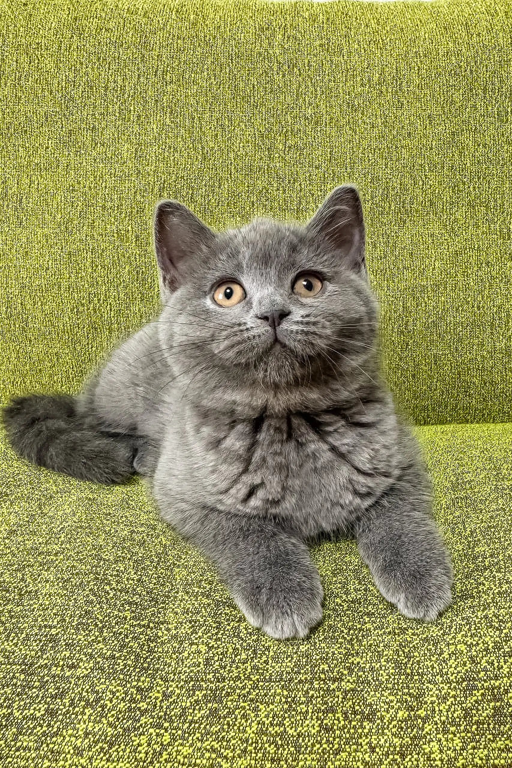 Vivien | Scottish Straight Kitten - Image 4