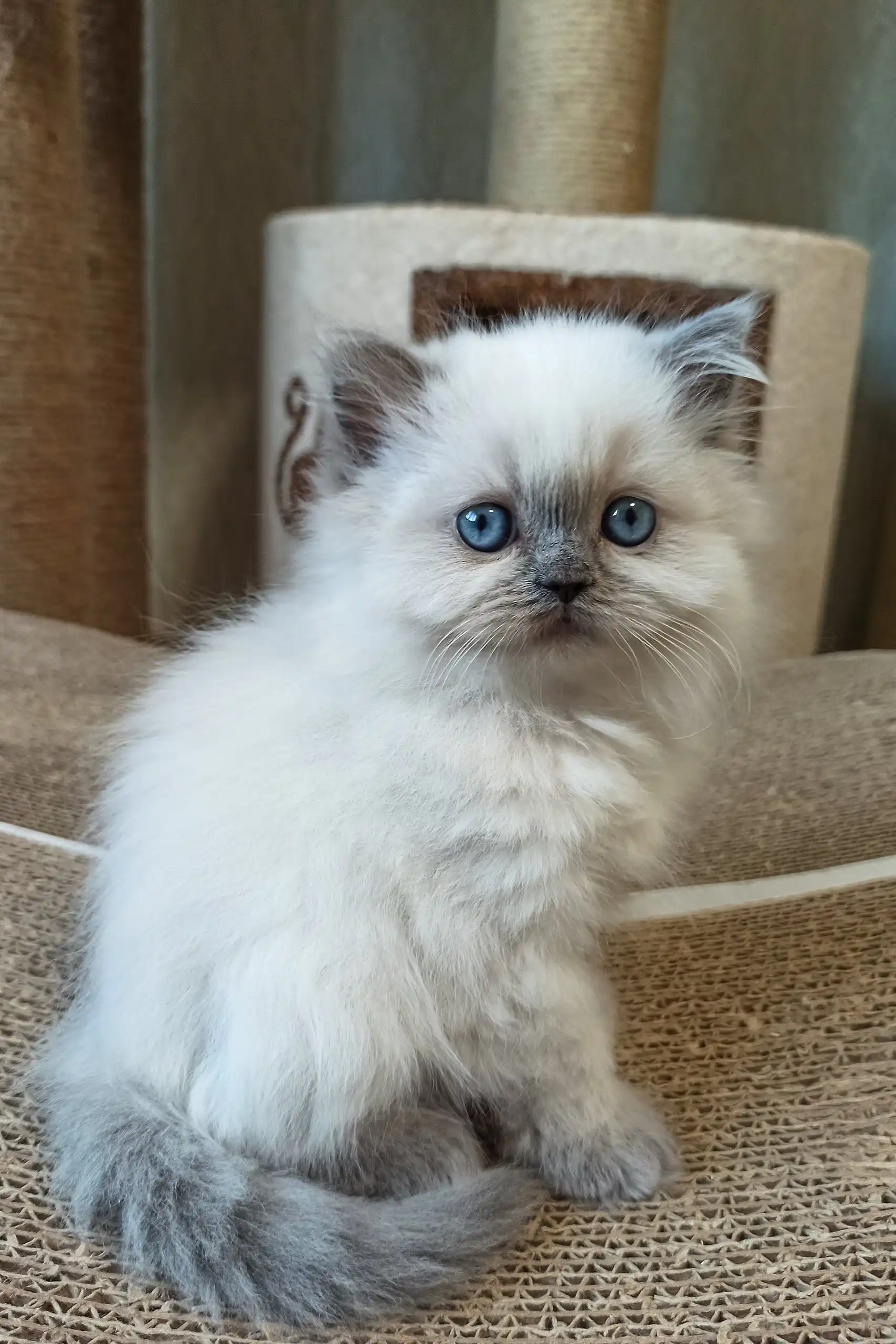 Wendy | Scottish Straight Kitten - Image 2