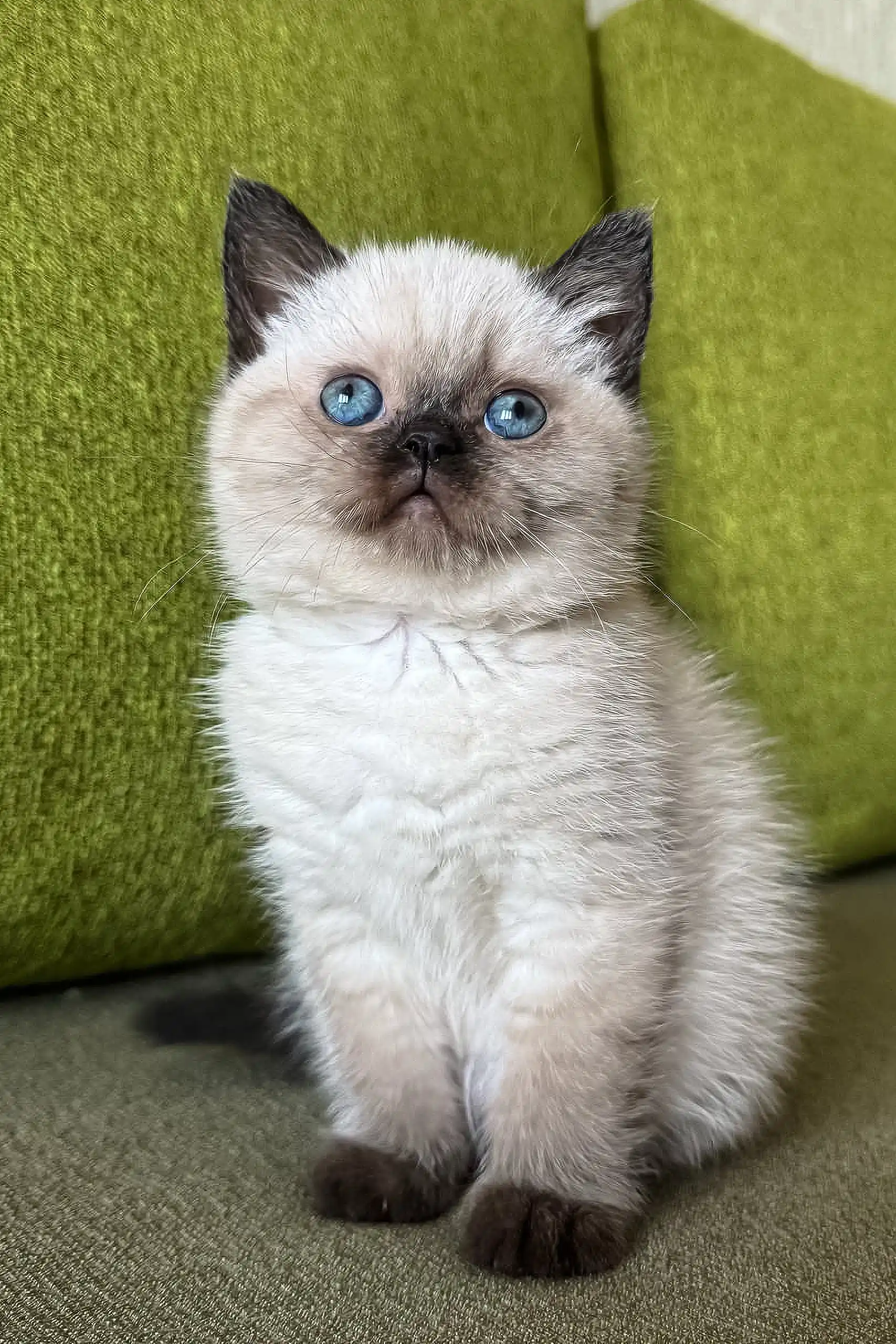 Winnie | Scottish Straight Kitten - Image 2