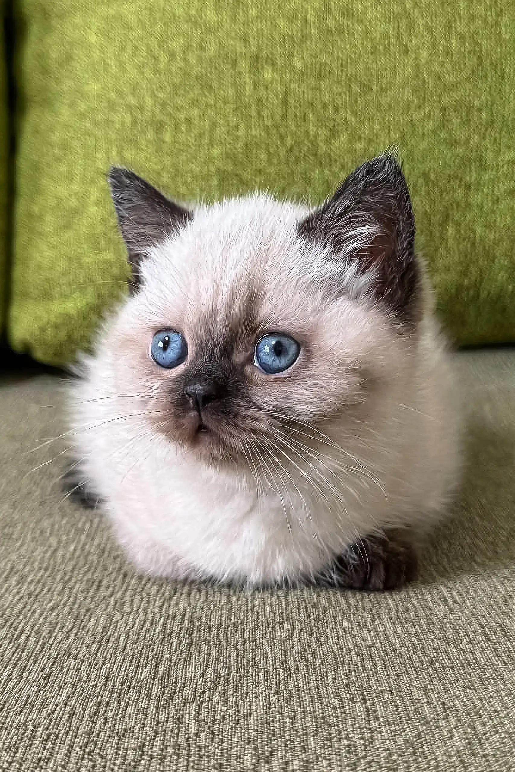 Winnie | Scottish Straight Kitten - Image 5