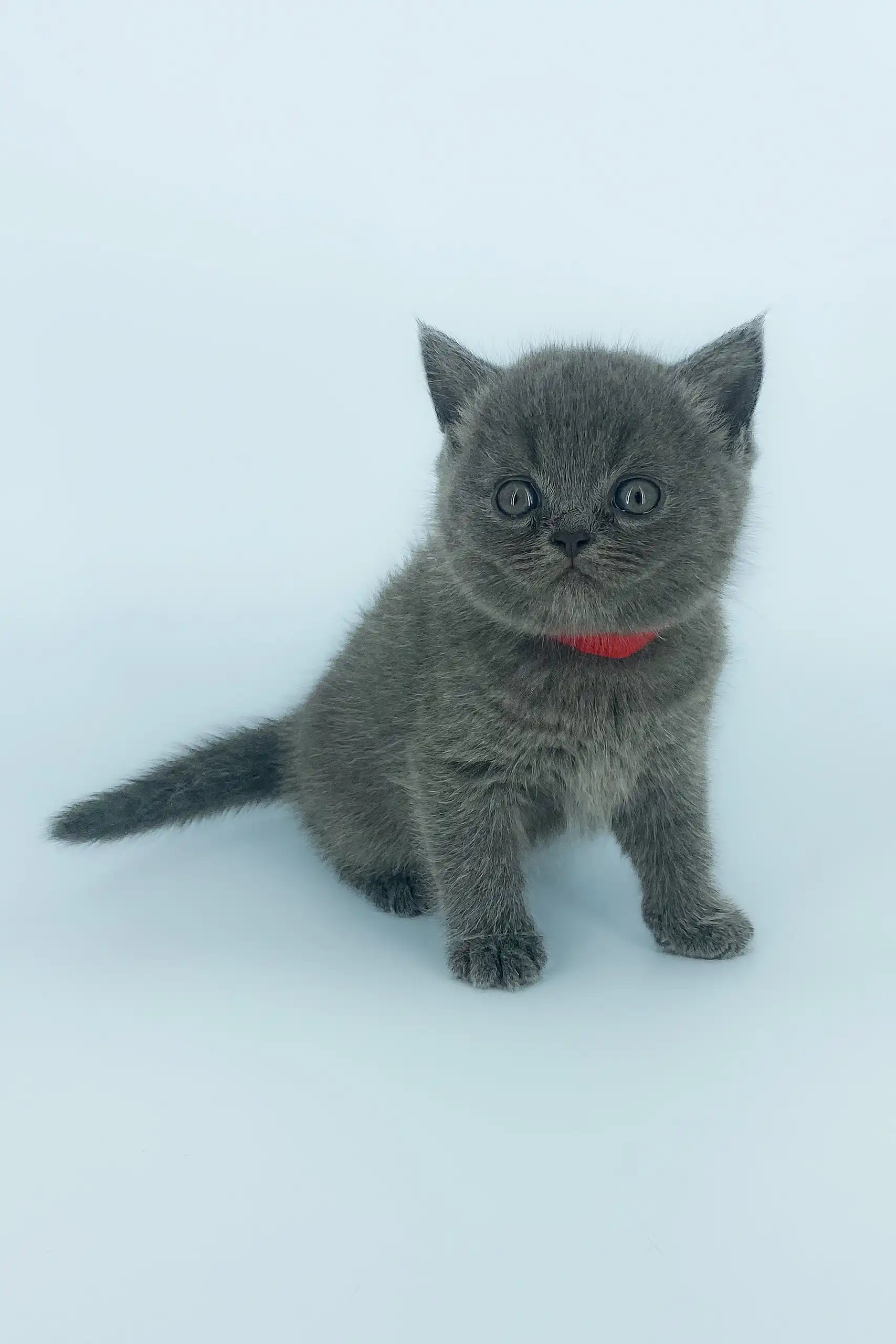 Xenia | Scottish Straight Kitten - Image 4