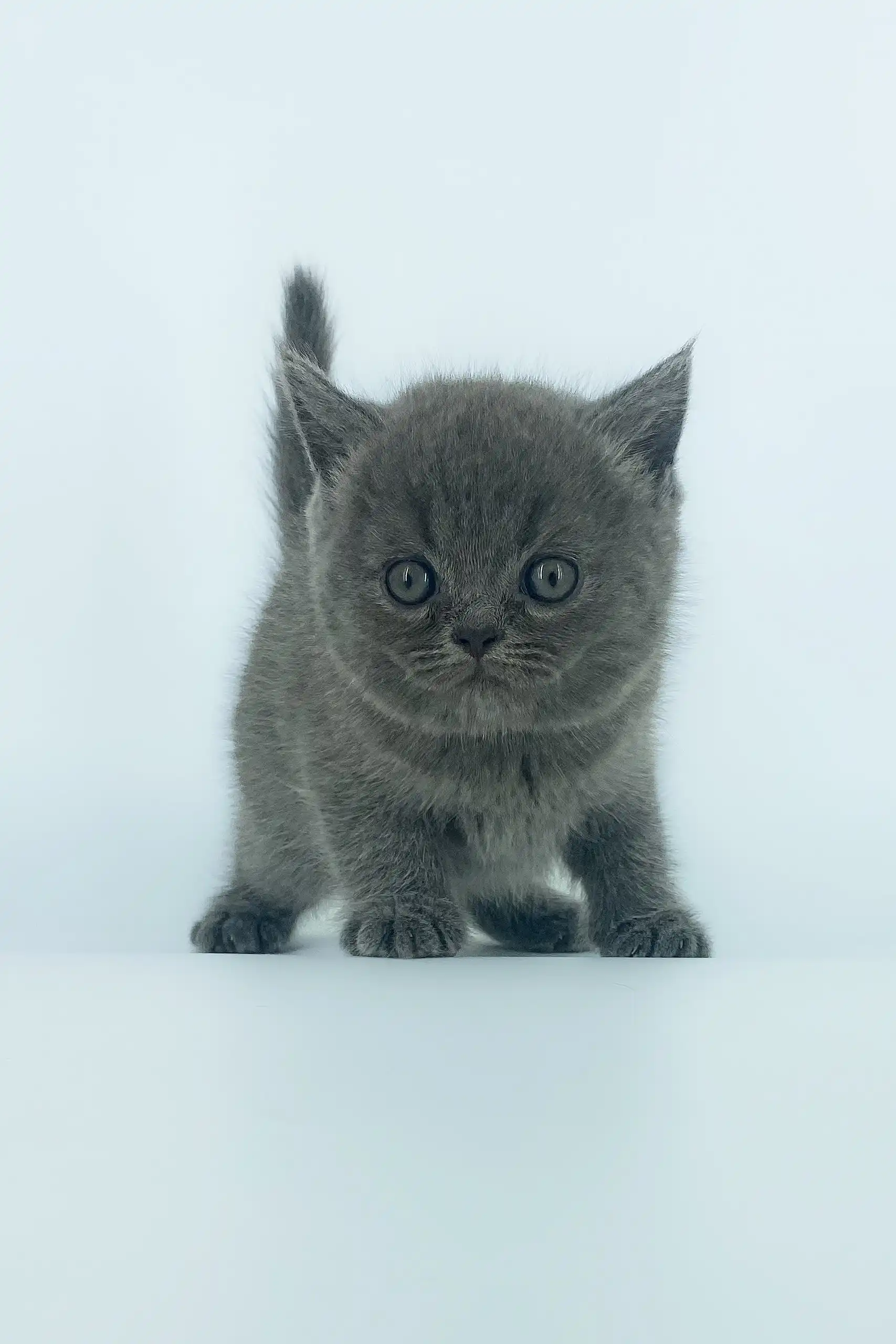 Xenia | Scottish Straight Kitten - Image 7