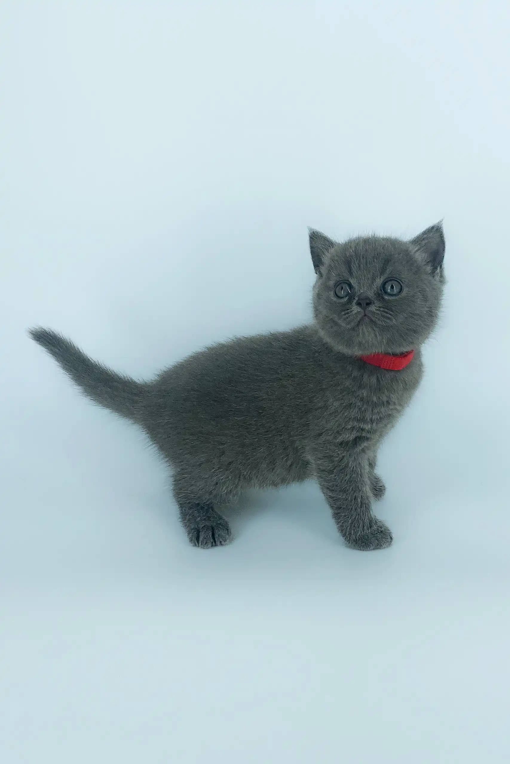 Xenia | Scottish Straight Kitten - Image 8