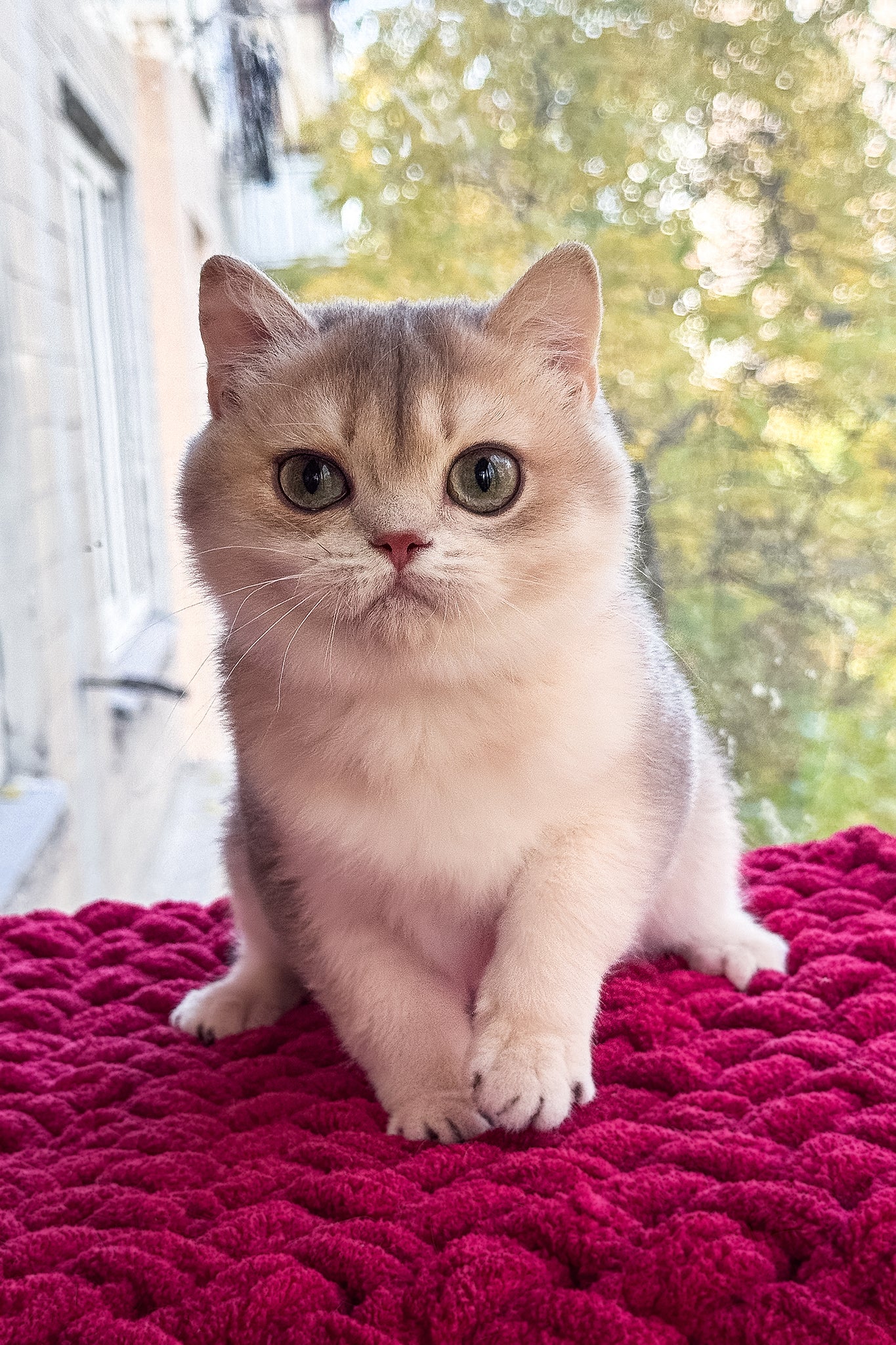Zara | Scottish Straight Kitten - Image 7