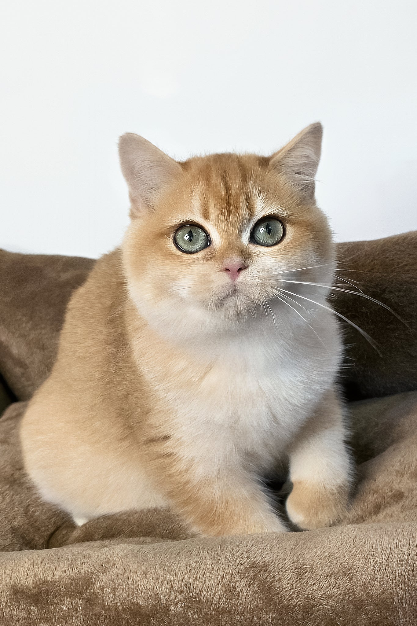 Zita | Scottish Straight Kitten - Image 3