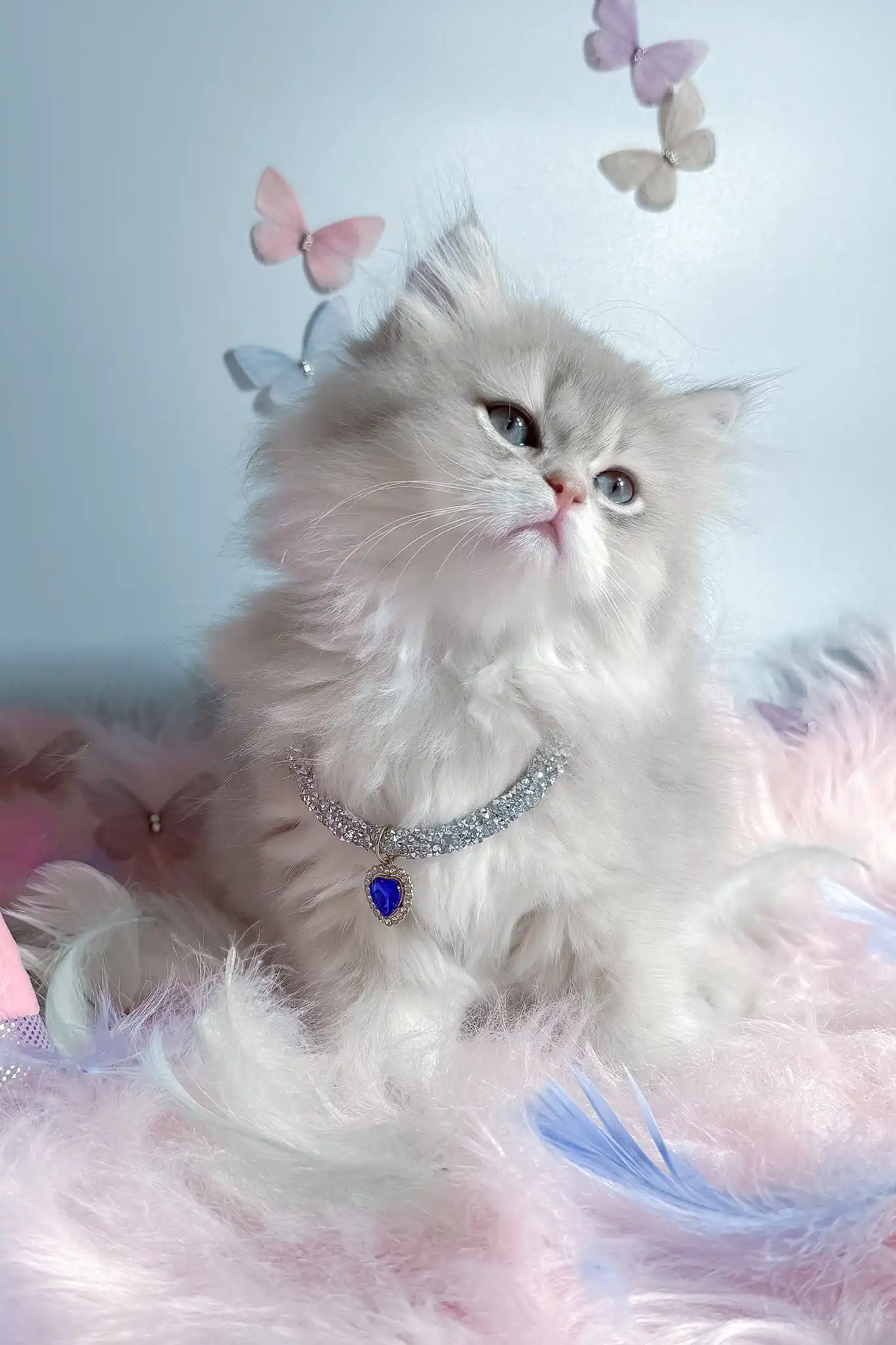 Balerina | Scottish Straight Longhair Kitten - Image 3