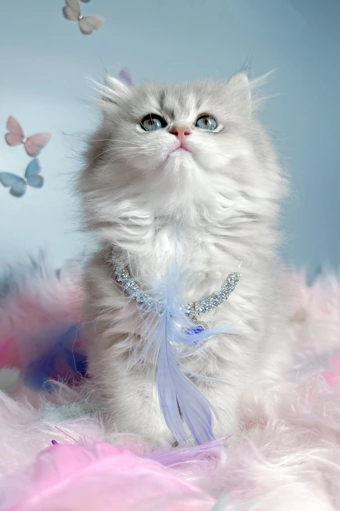 Balerina | Scottish Straight Longhair Kitten - Image 7