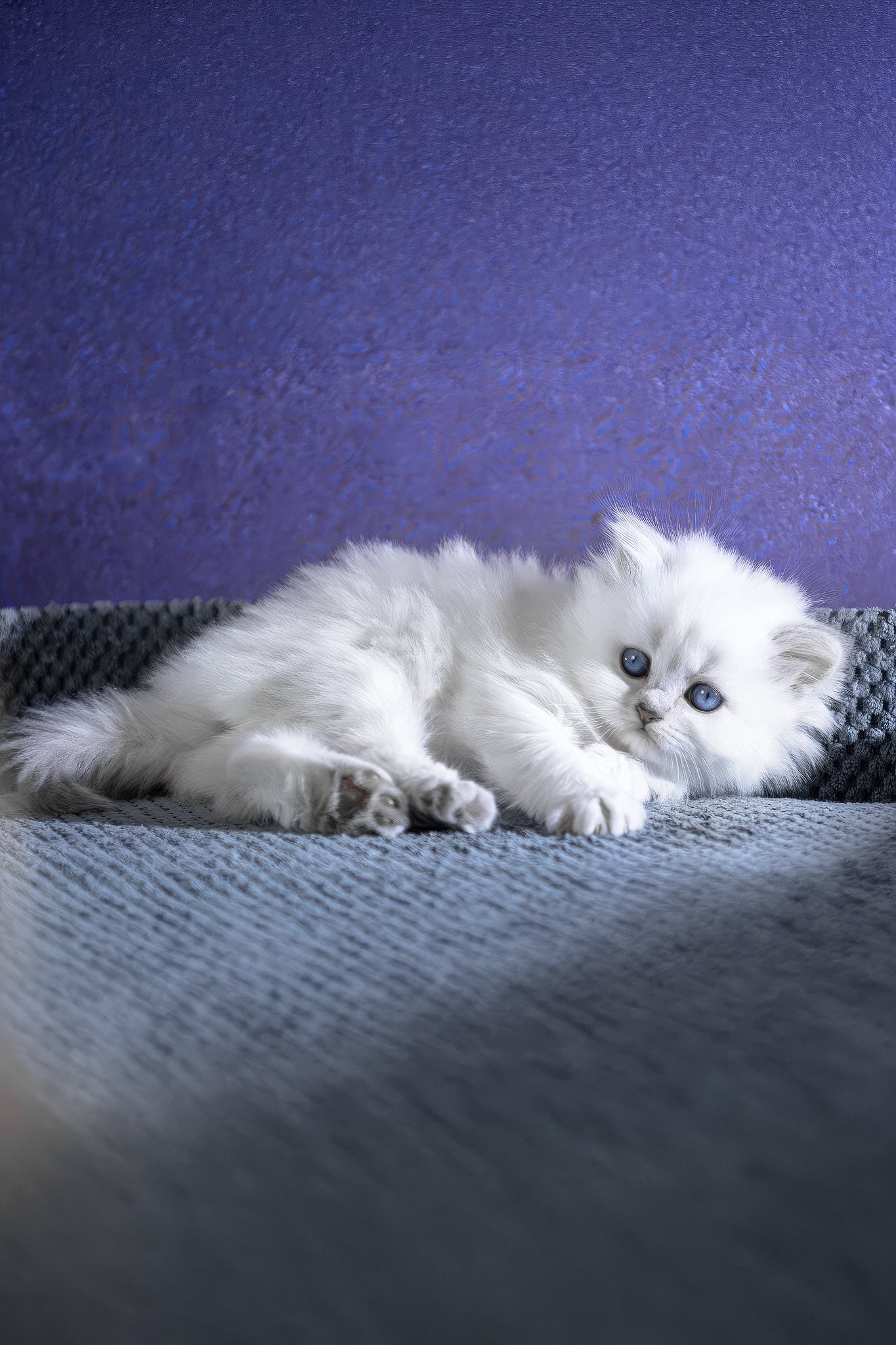 Betti | Scottish Straight Longhair Kitten - Image 4