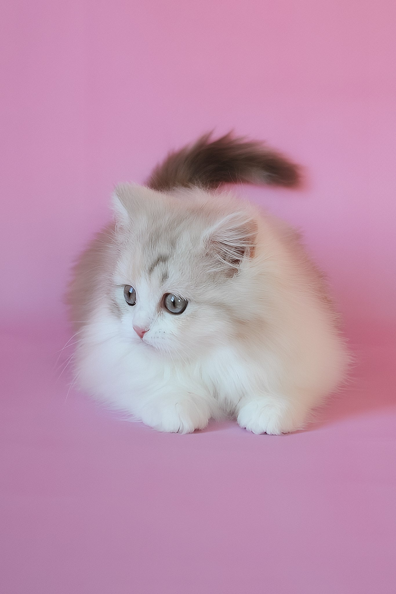 Naomi | Scottish Straight Longhair Kitten - Image 7