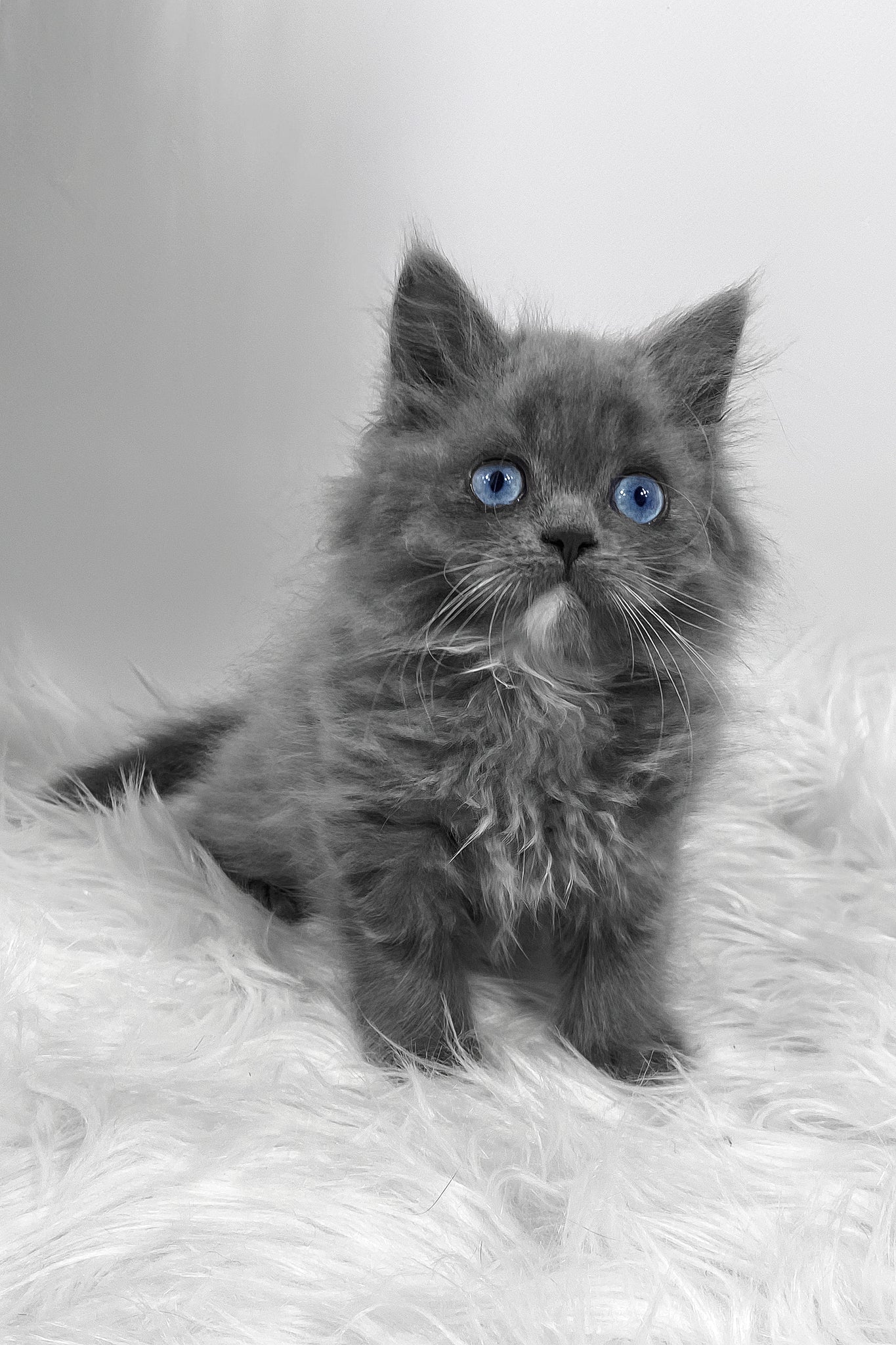 Quinn | Scottish Straight Longhair Kitten - Image 7