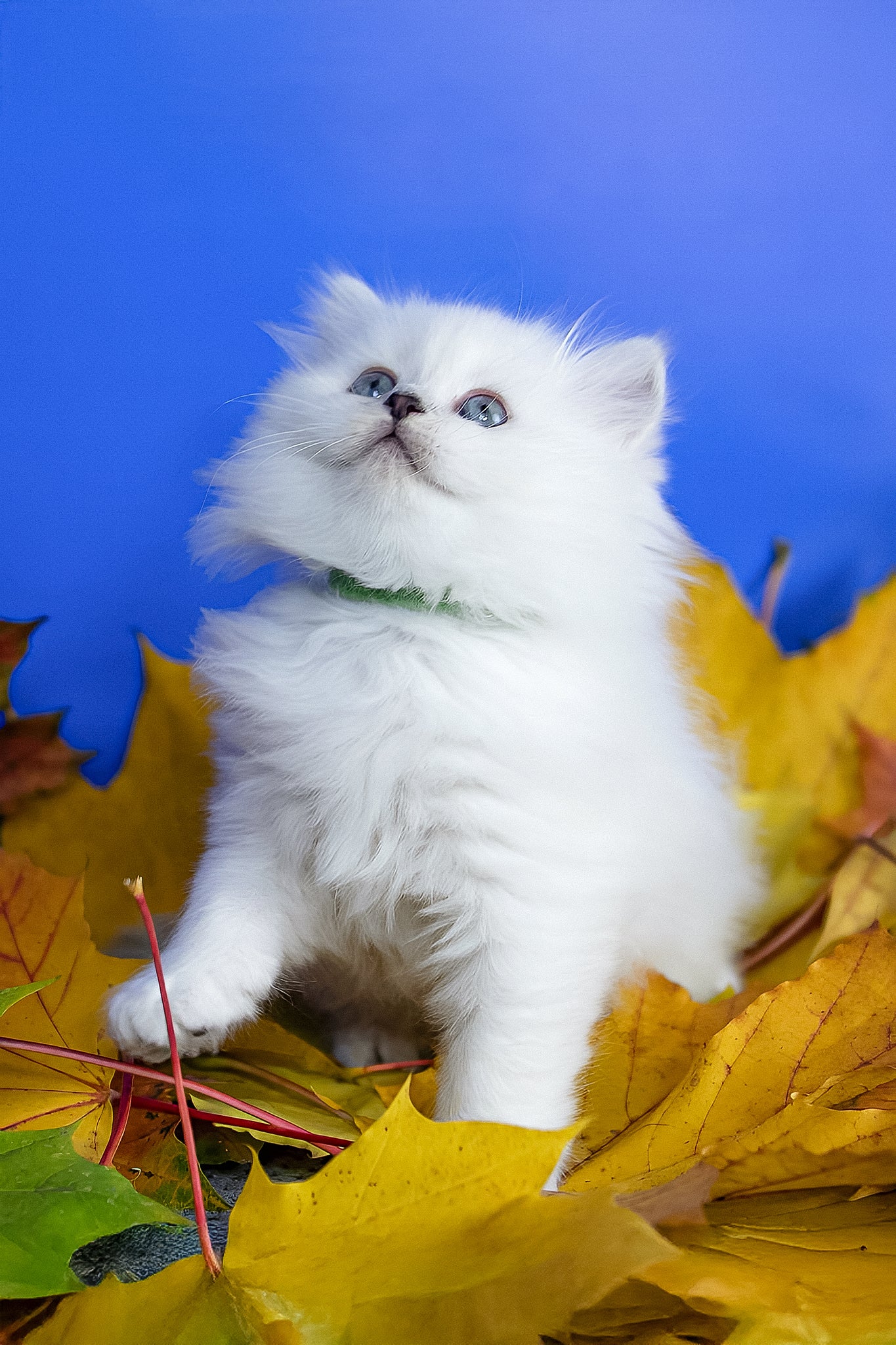 Zitta | Scottish Straight Longhair Kitten - Image 3