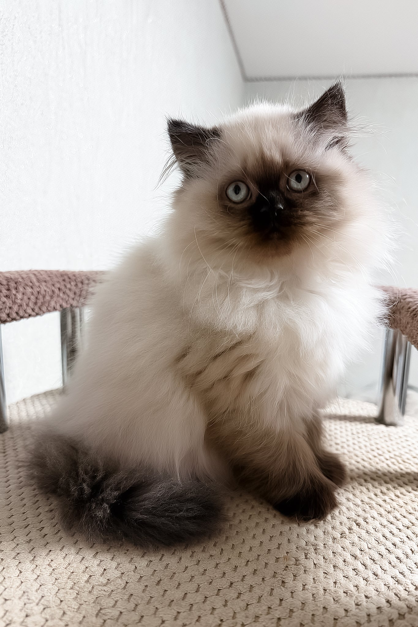 Zlata | Scottish Straight Longhair Kitten - Image 3