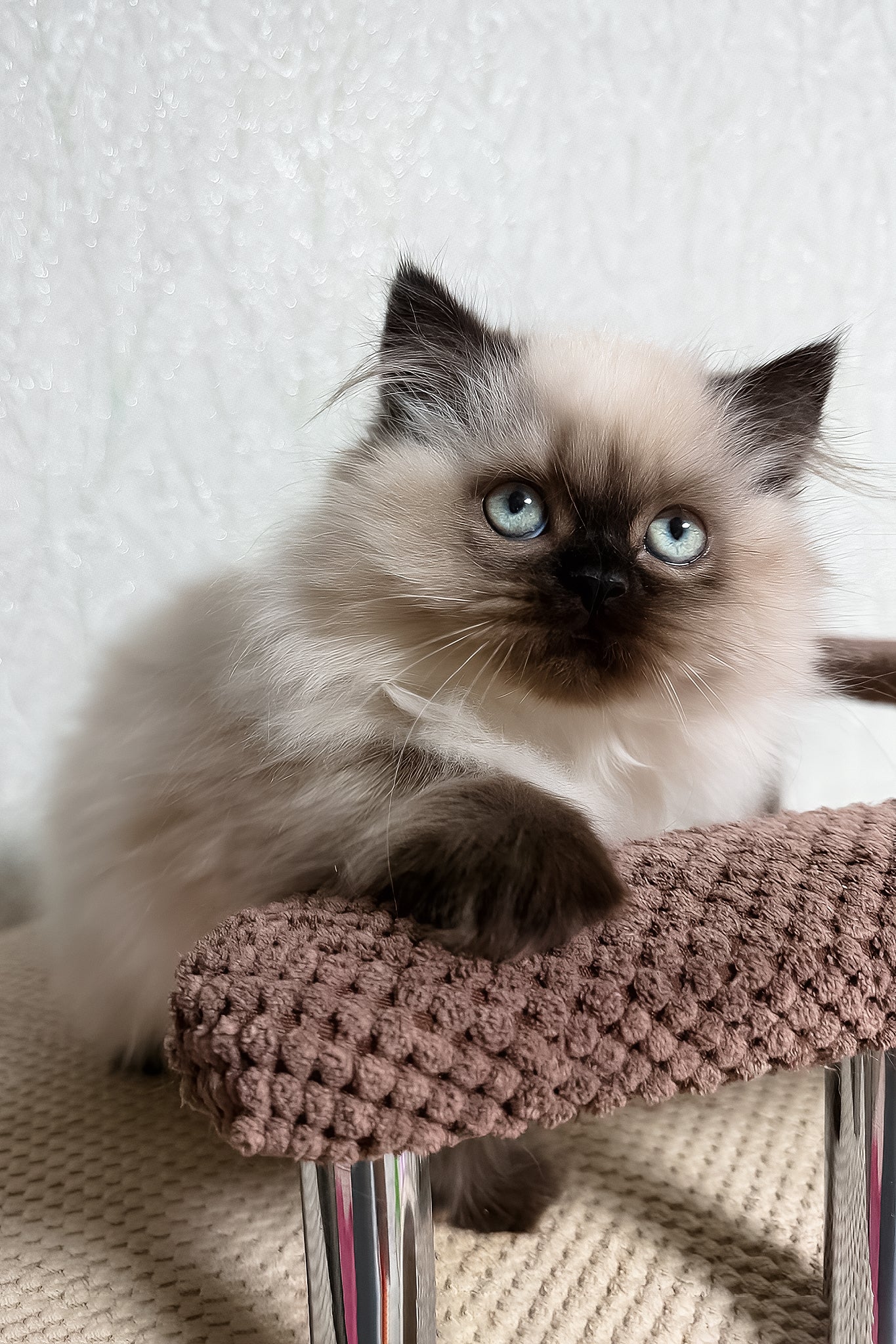 Zlata | Scottish Straight Longhair Kitten - Image 5