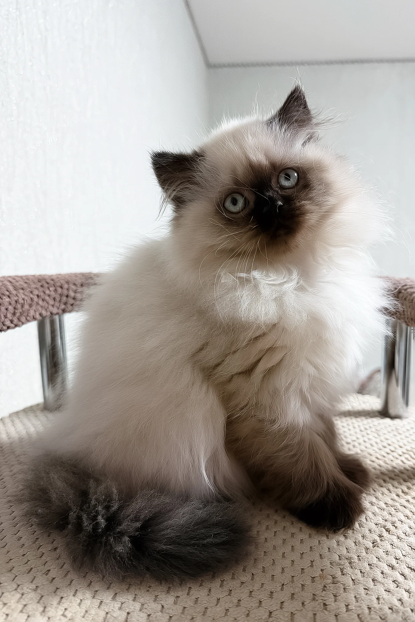 Zlata | Scottish Straight Longhair Kitten - Image 7