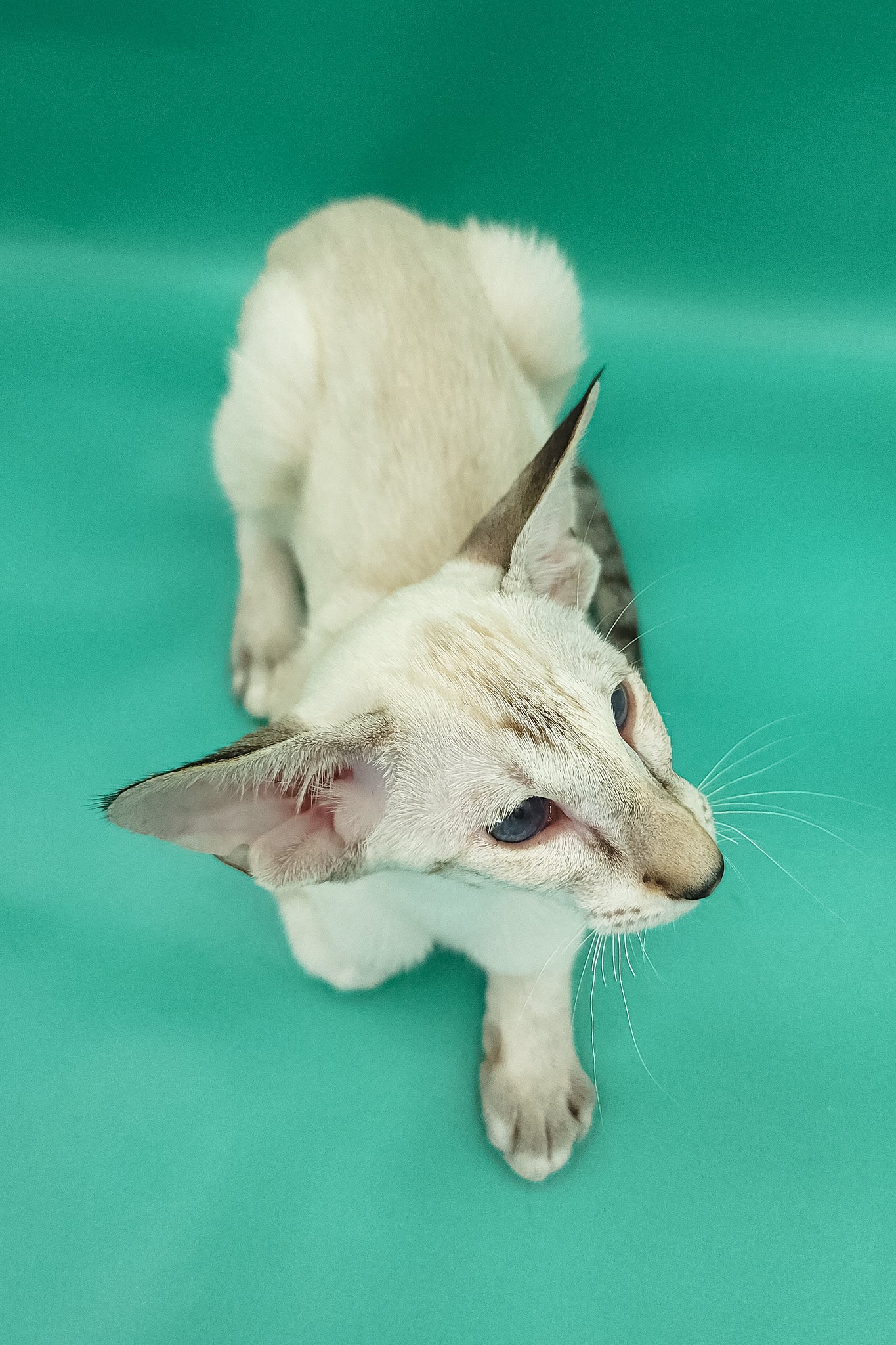 Bluemoon | Oriental Shorthair Kitten - Image 8