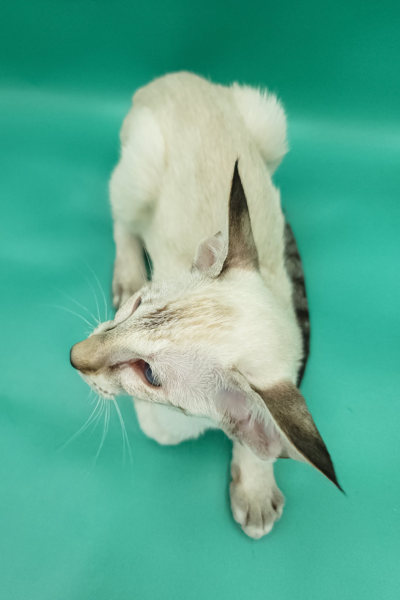 Bluemoon | Oriental Shorthair Kitten - Image 9
