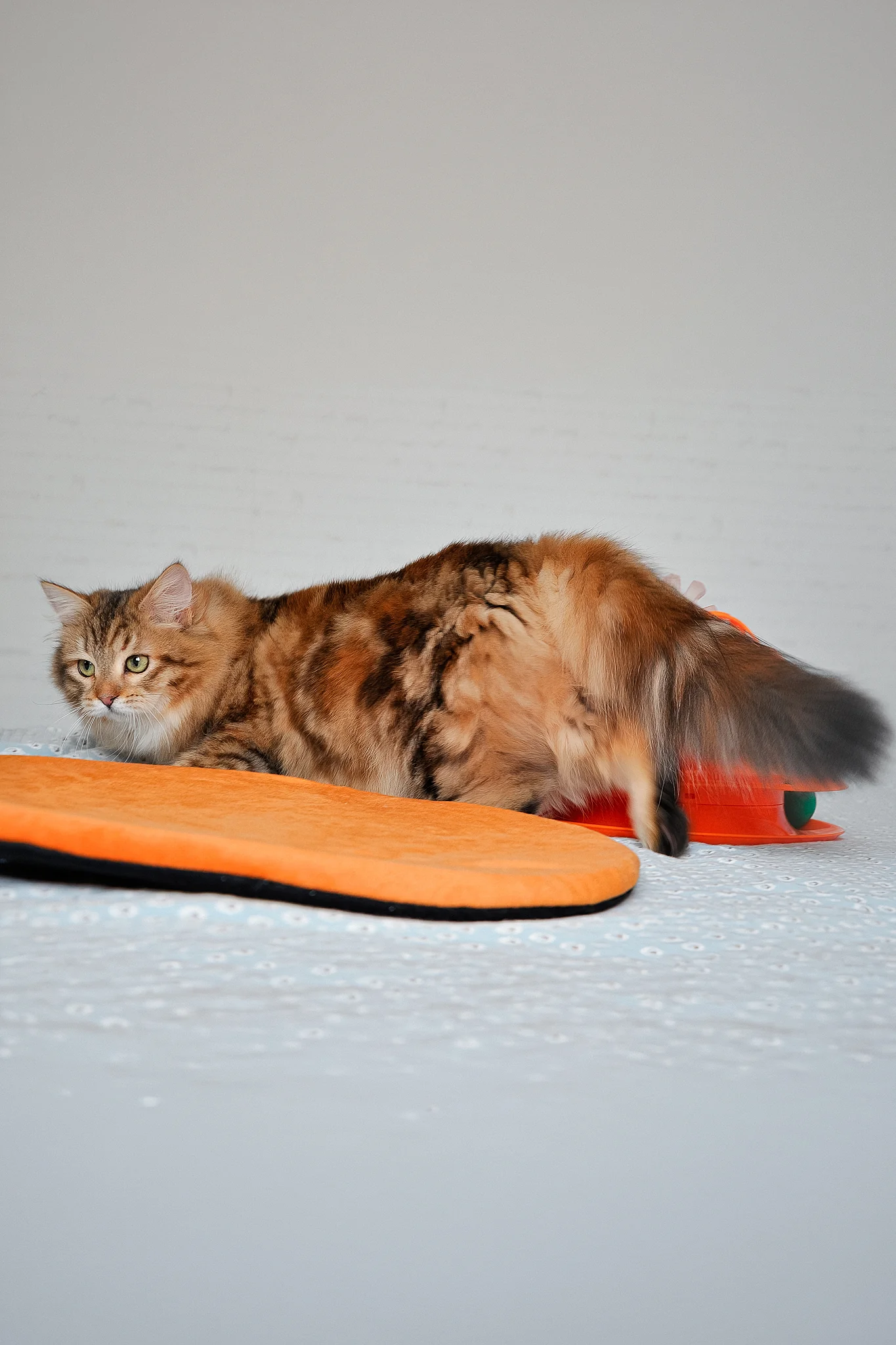 Arina | Siberian Kitten - Image 10