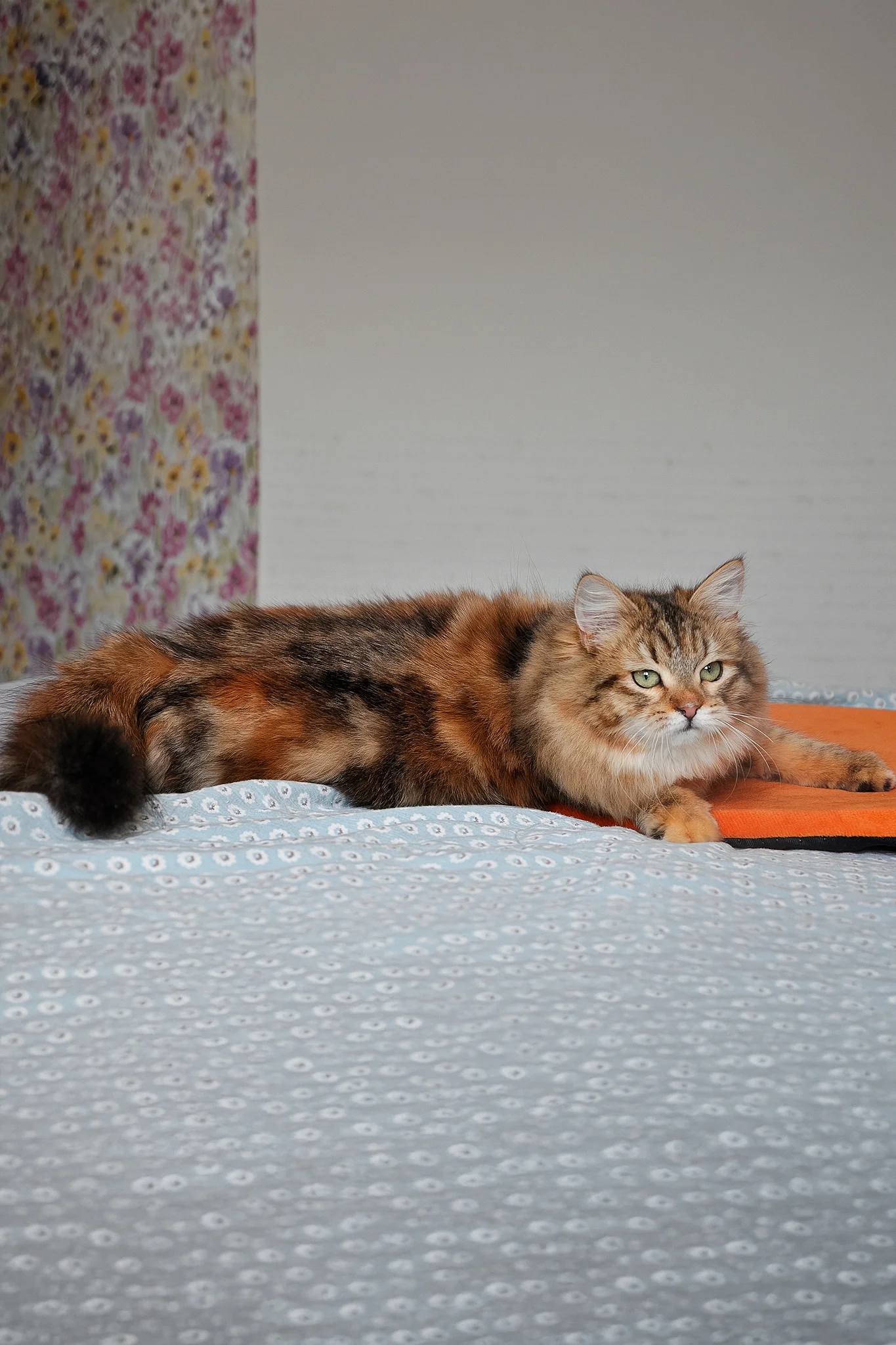 Arina | Siberian Kitten - Image 11
