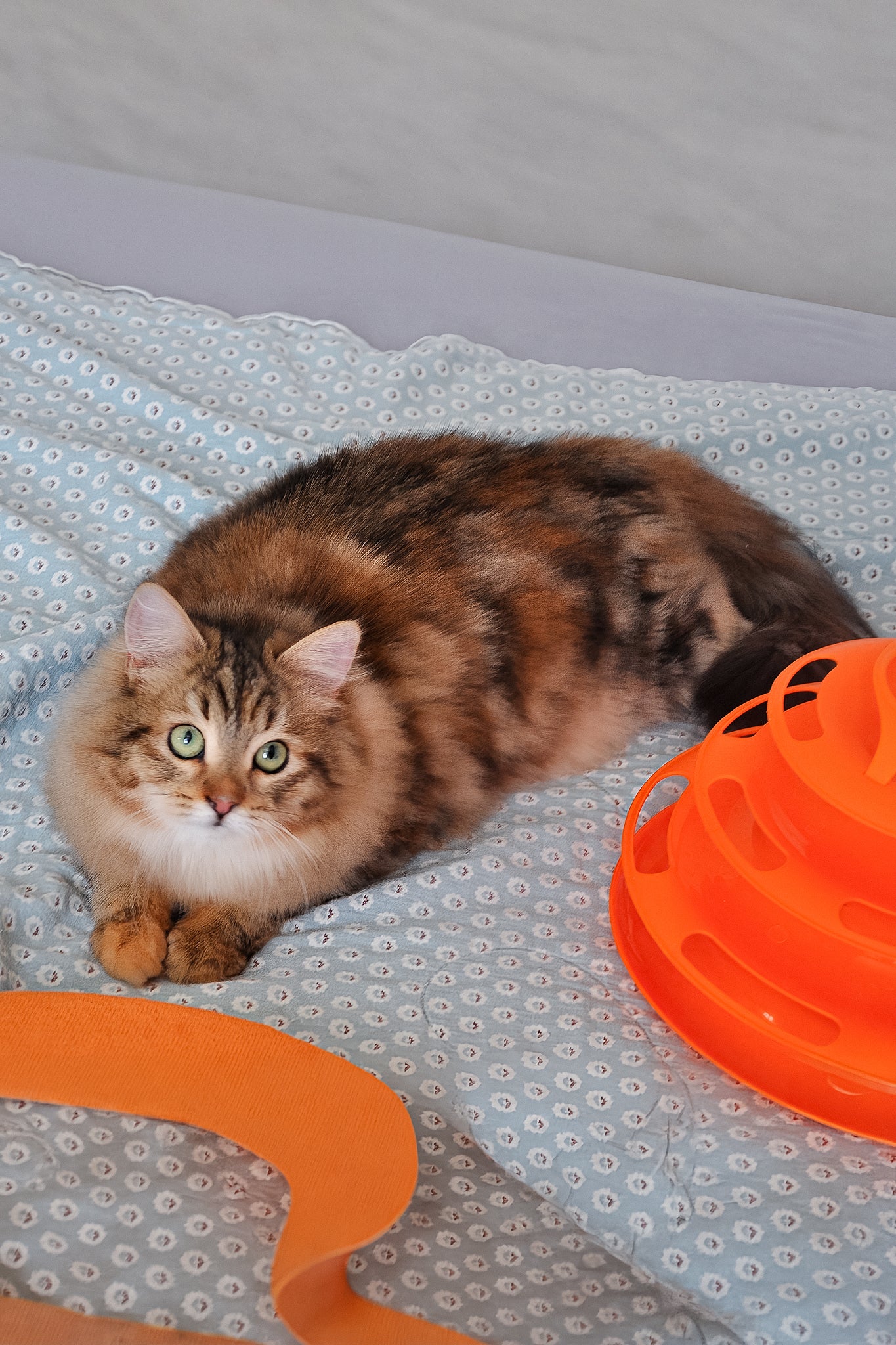 Arina | Siberian Kitten - Image 3