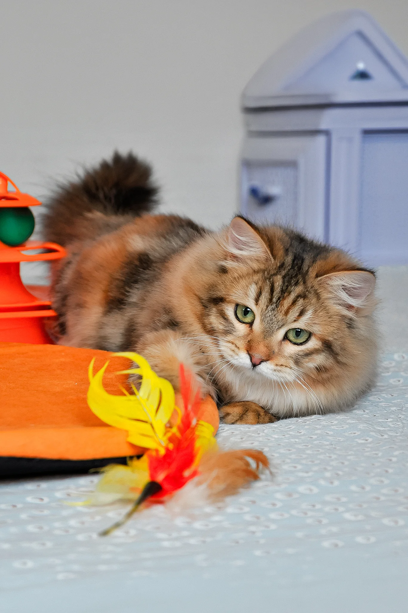 Arina | Siberian Kitten - Image 4