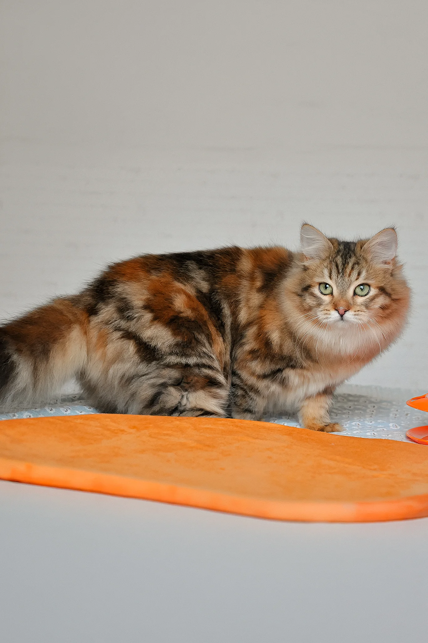 Arina | Siberian Kitten - Image 5