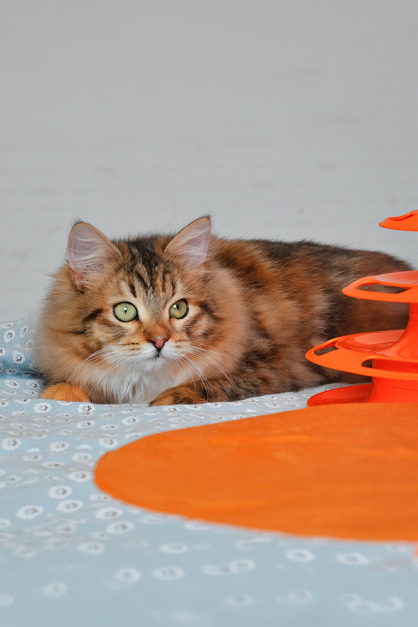 Arina | Siberian Kitten - Image 6