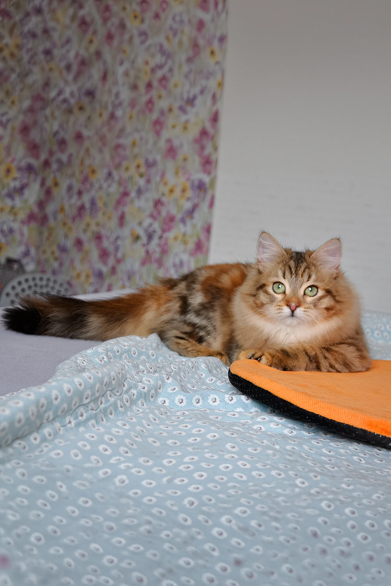 Arina | Siberian Kitten - Image 7