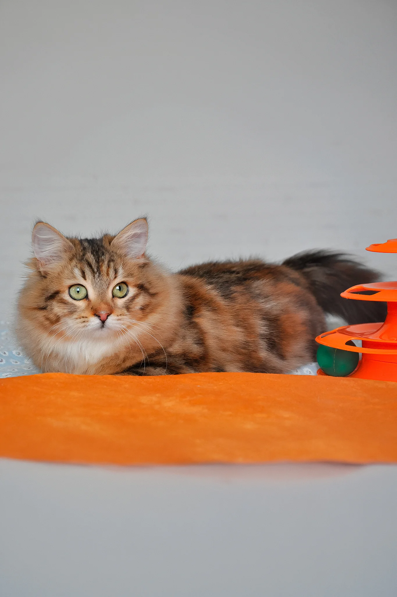 Arina | Siberian Kitten - Image 8