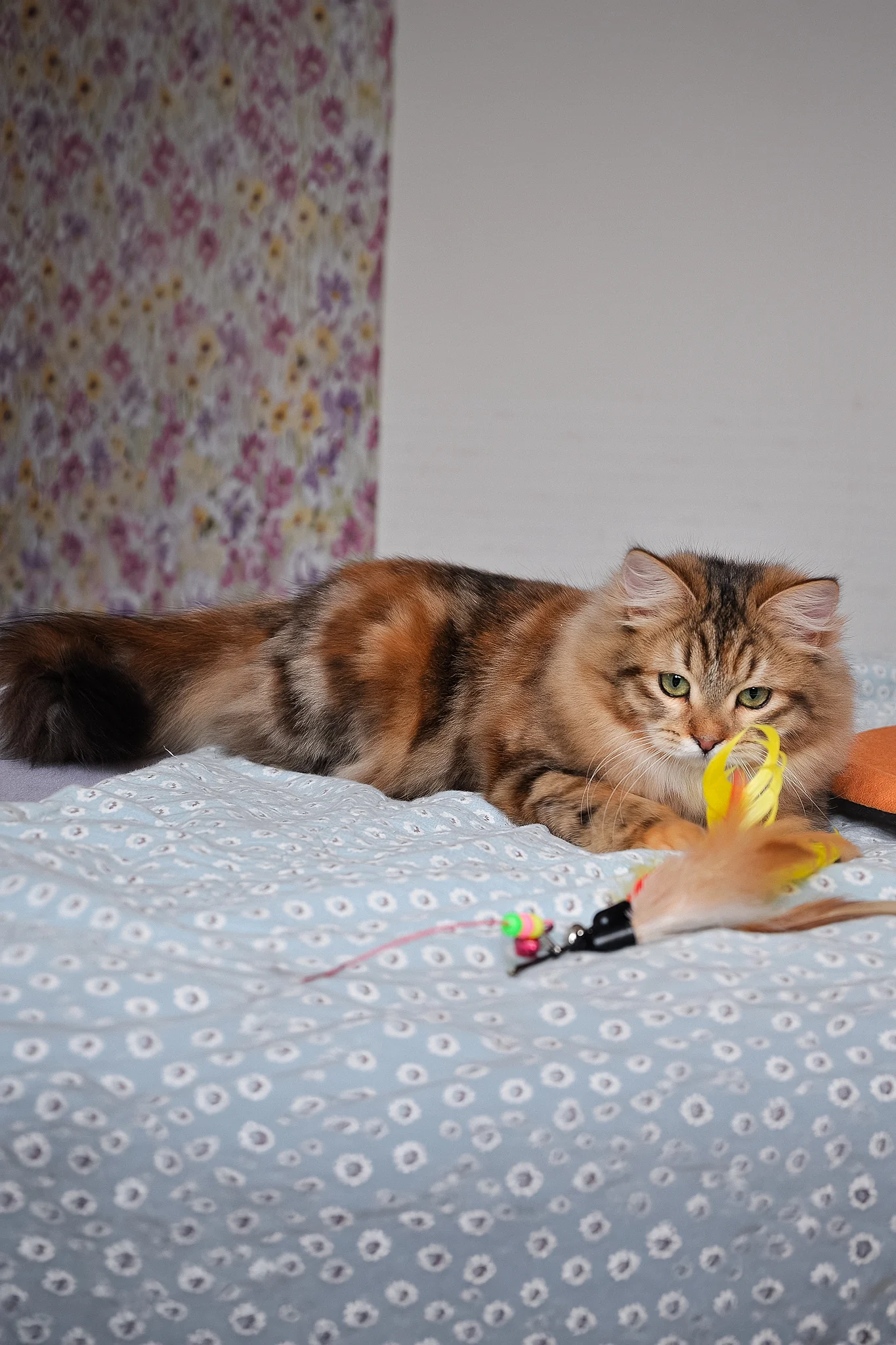 Arina | Siberian Kitten - Image 9
