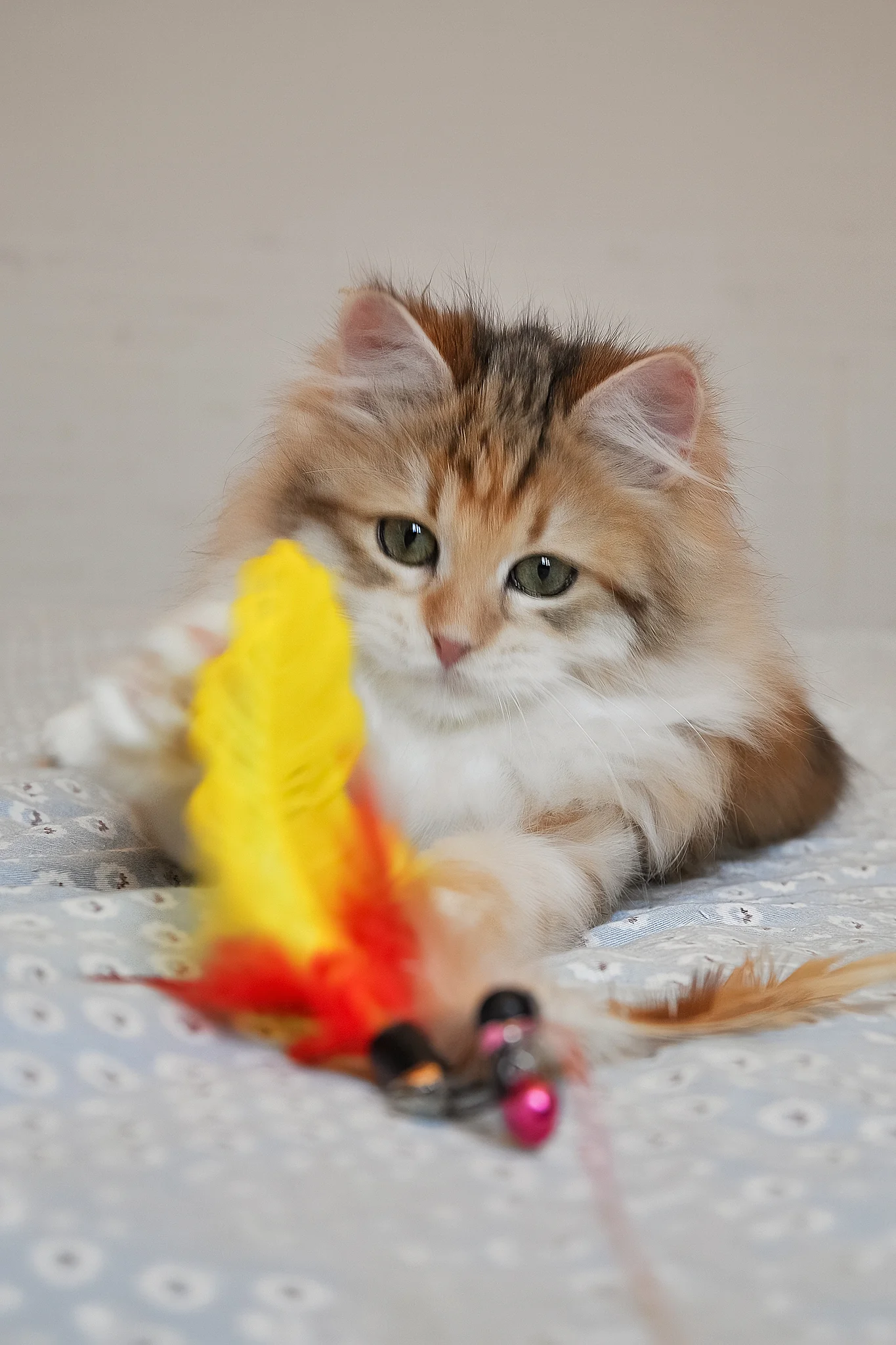 Assol | Siberian Kitten - Image 5