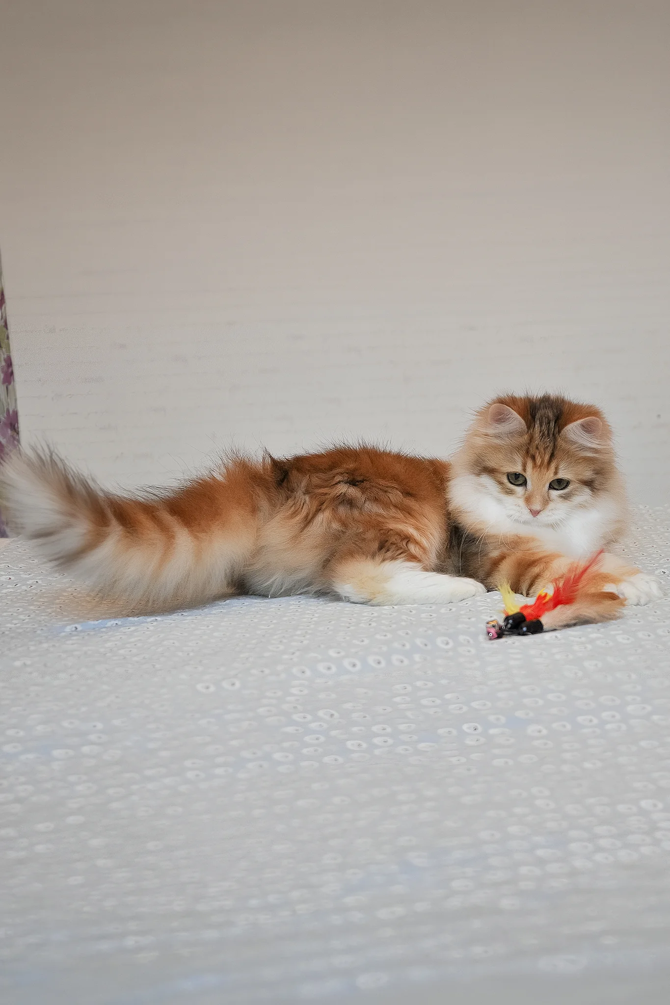 Assol | Siberian Kitten - Image 8