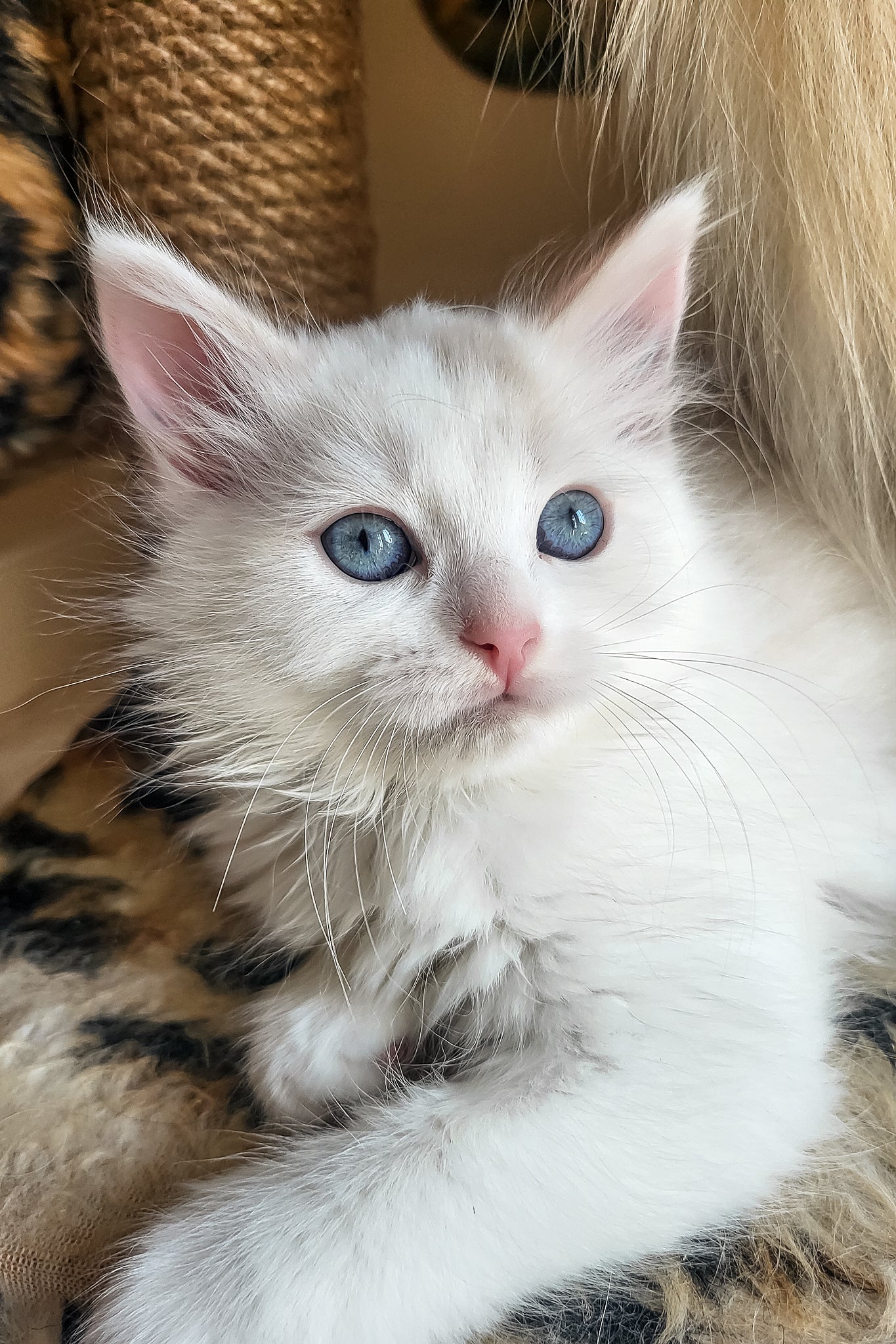 Bella | Siberian Kitten - Image 4