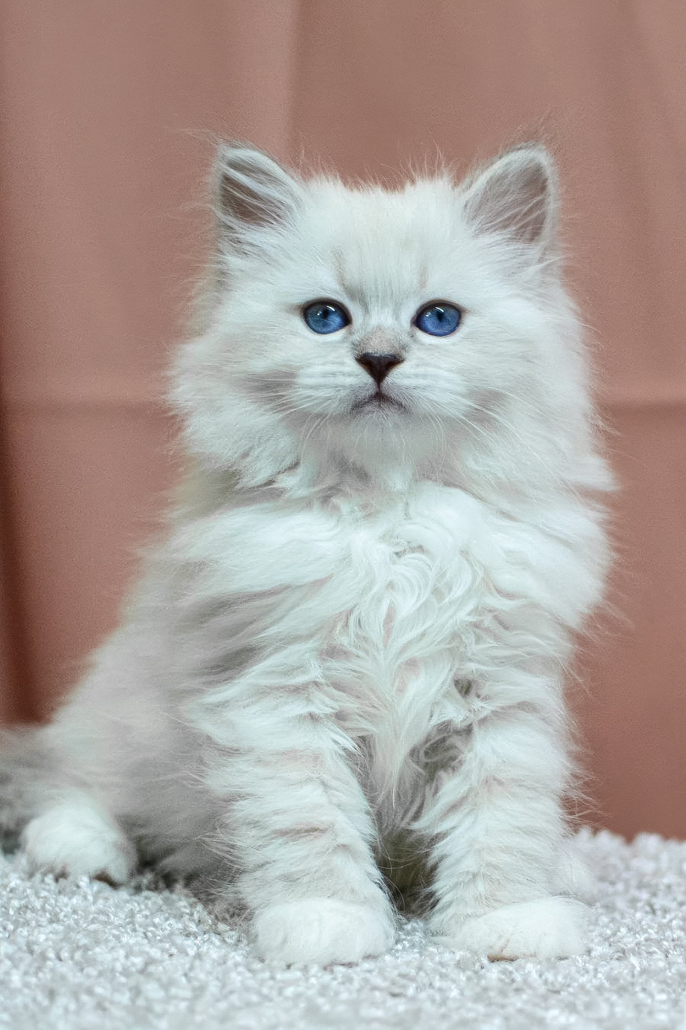 Cessa | Siberian Kitten - Image 3