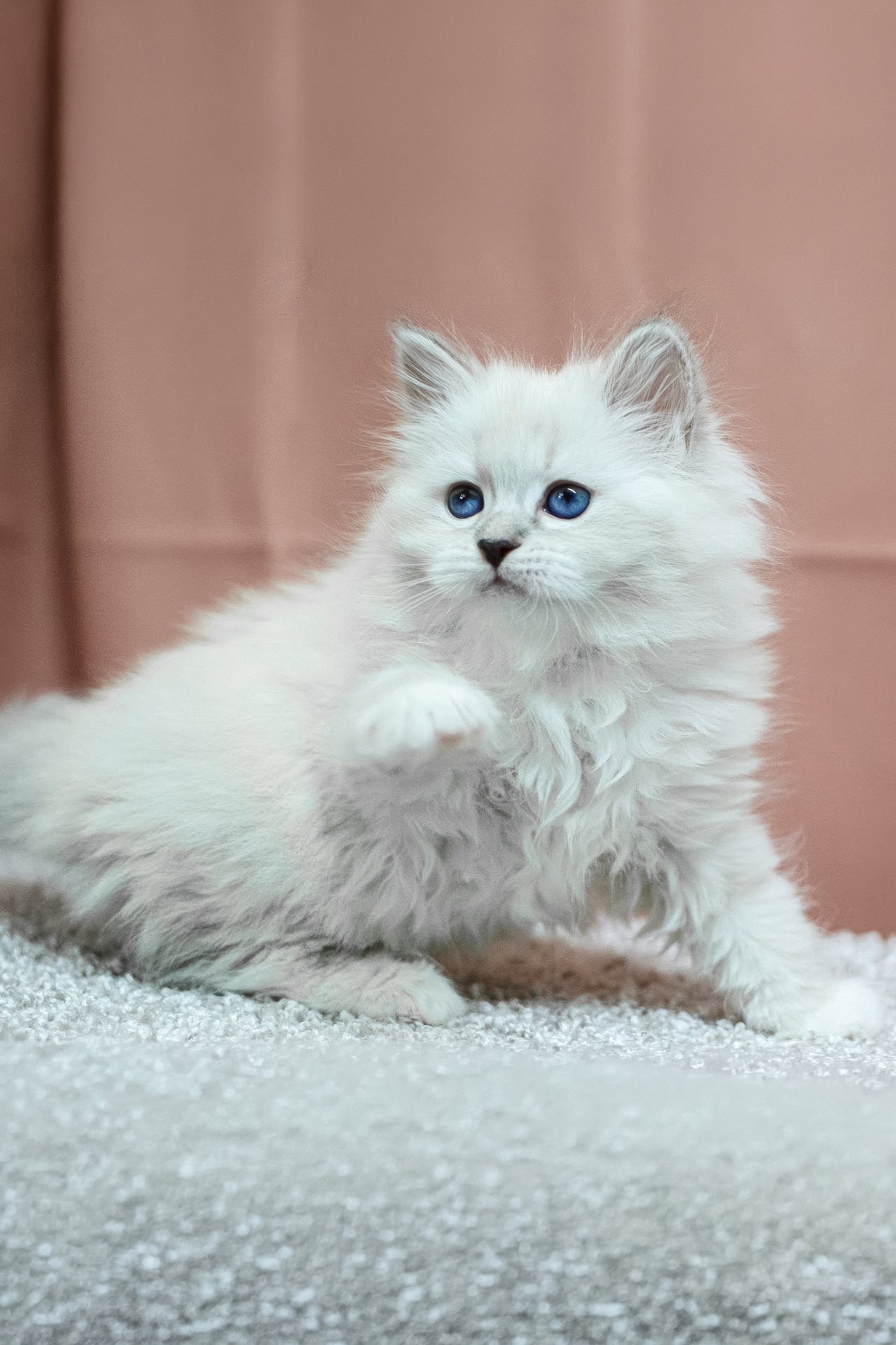 Cessa | Siberian Kitten - Image 4