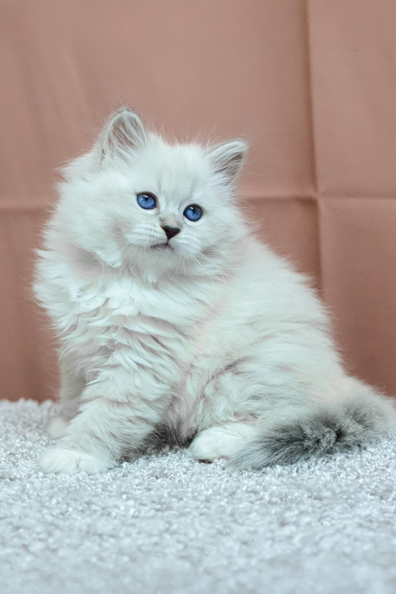 Cessa | Siberian Kitten - Image 5