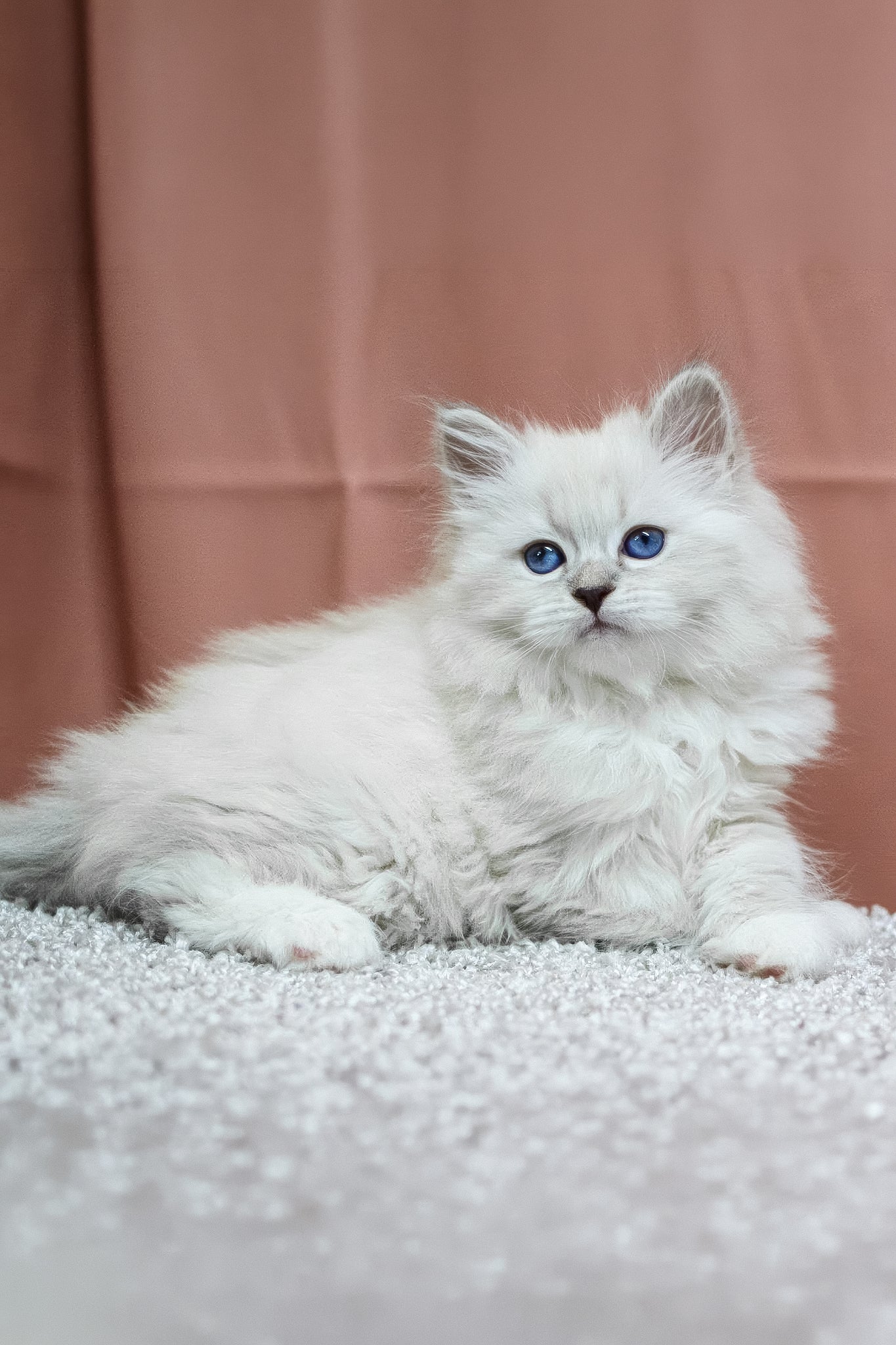 Cessa | Siberian Kitten - Image 6