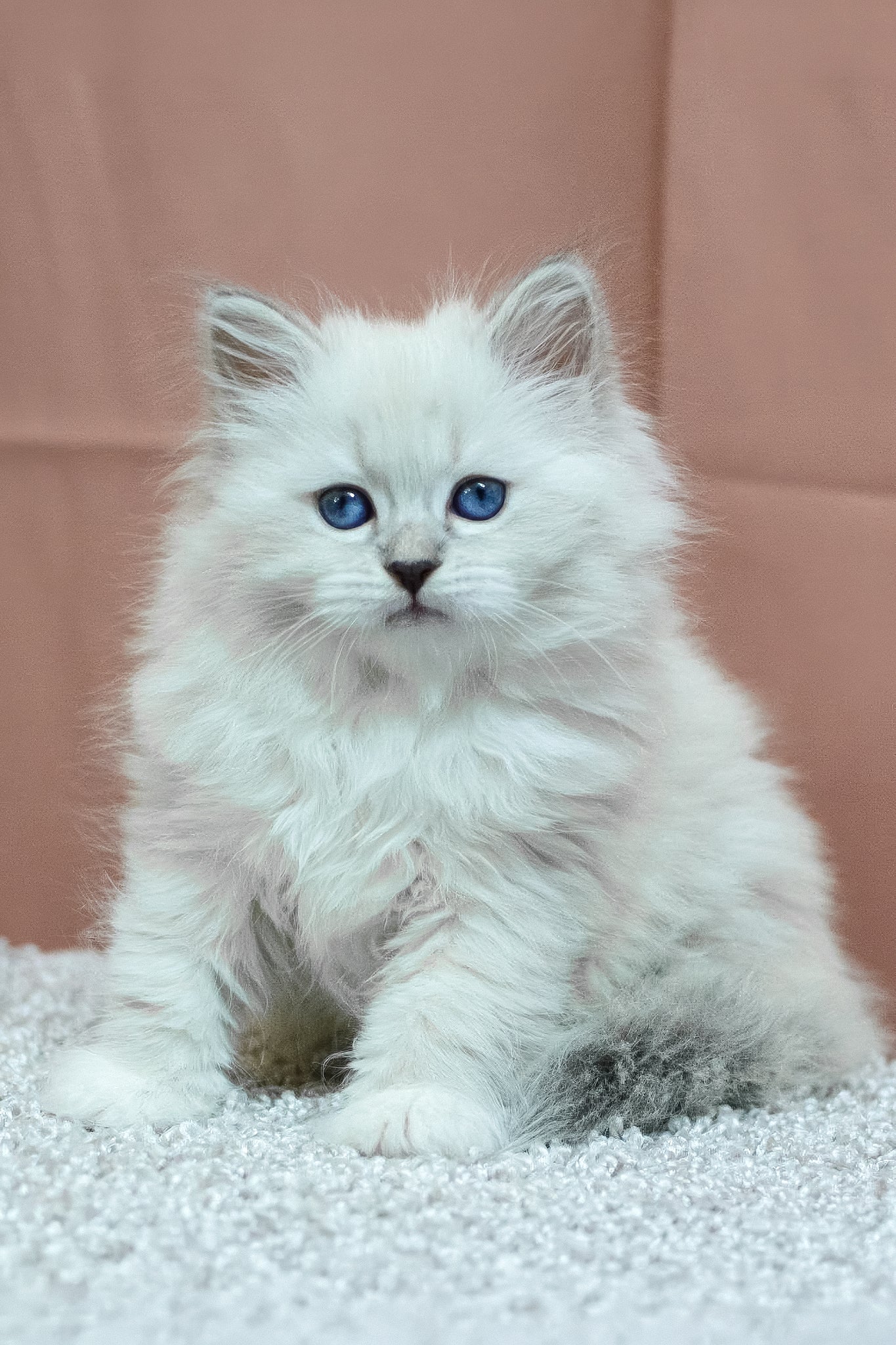 Cessa | Siberian Kitten - Image 7