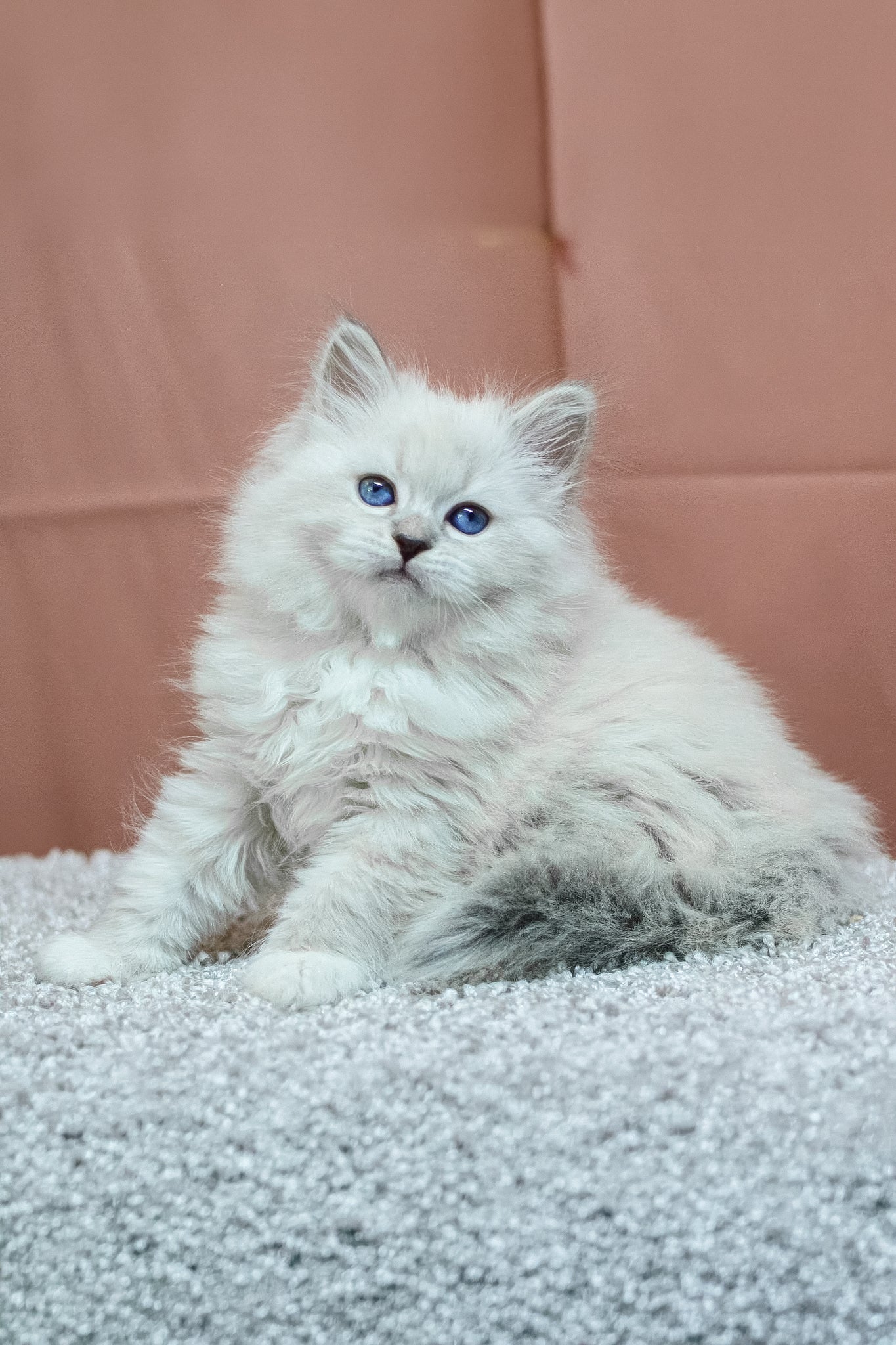 Cessa | Siberian Kitten - Image 8
