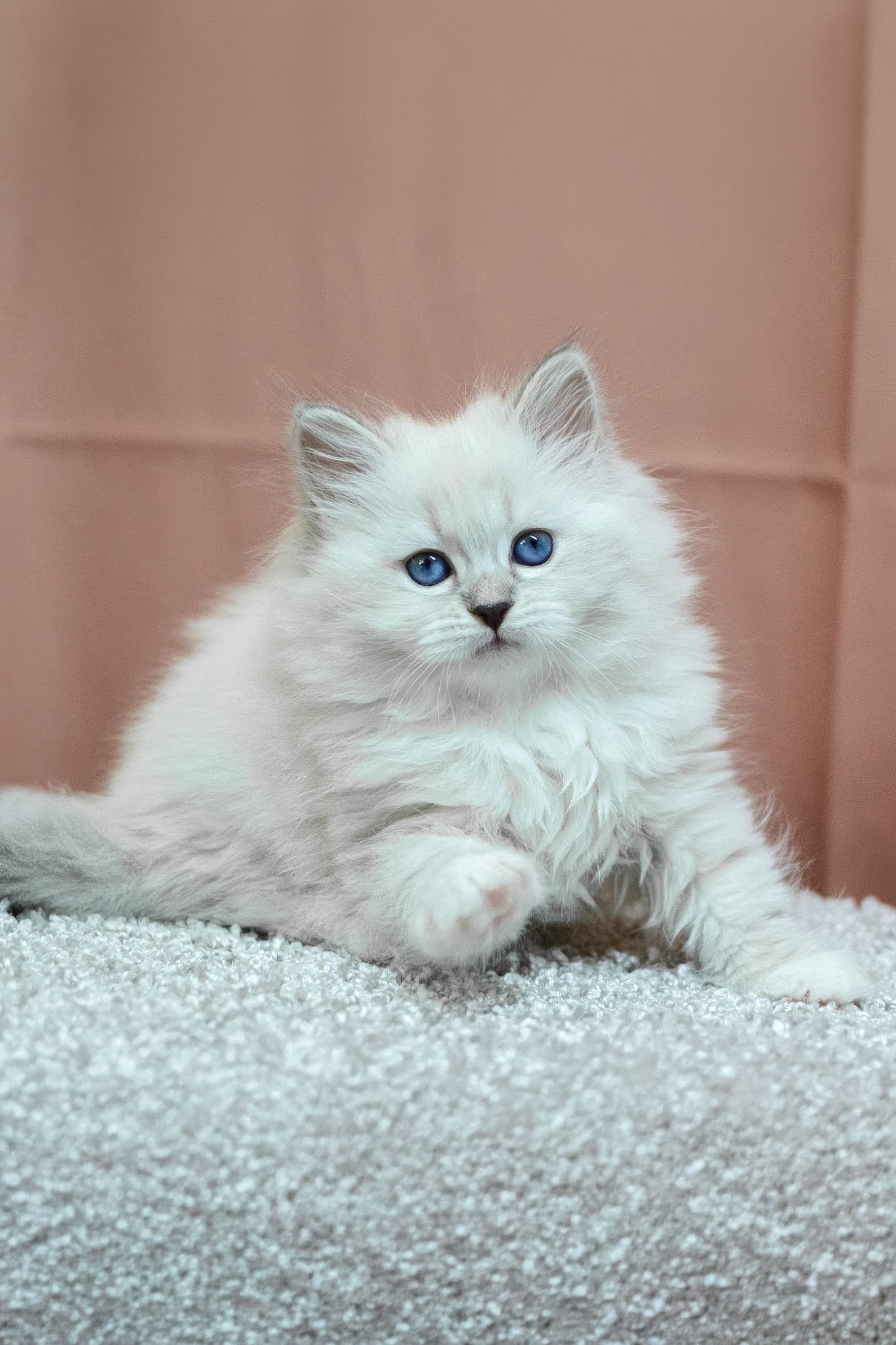 Cessa | Siberian Kitten - Image 9