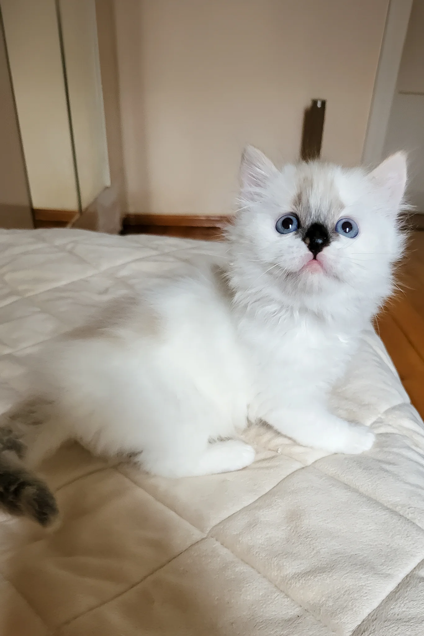 Claire | Siberian Kitten - Image 6