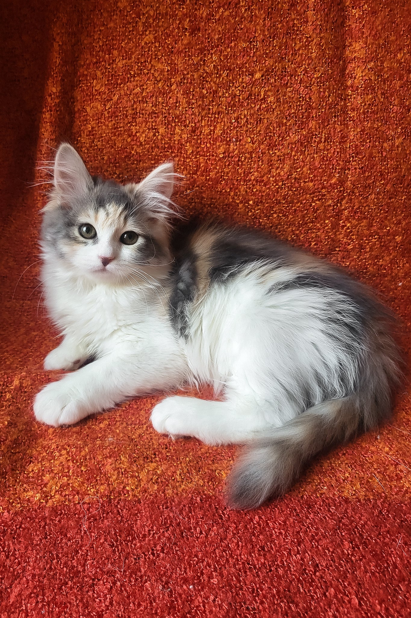 Donna | Siberian Kitten - Image 2