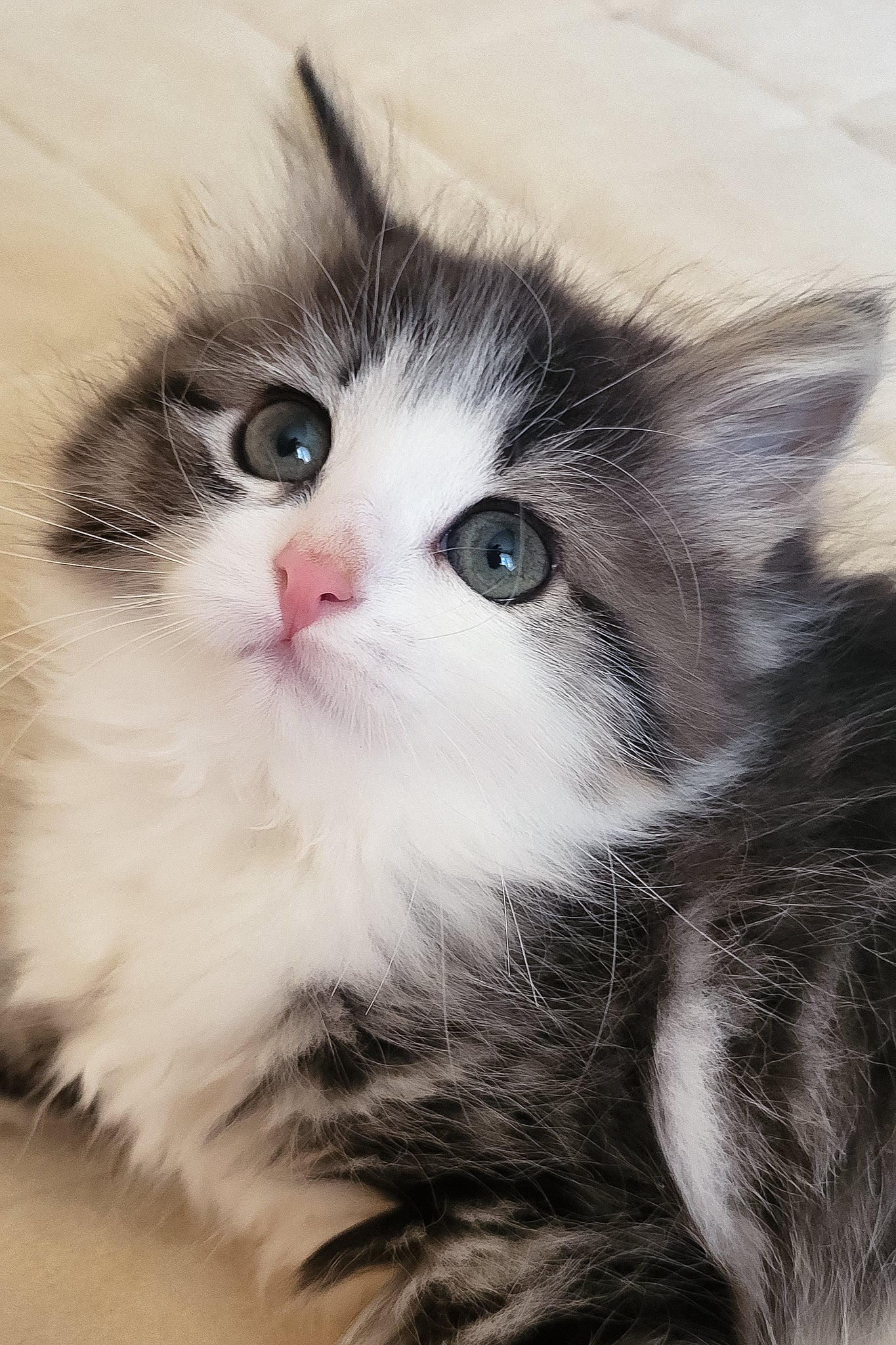 Eleanor | Siberian Kitten - Image 3