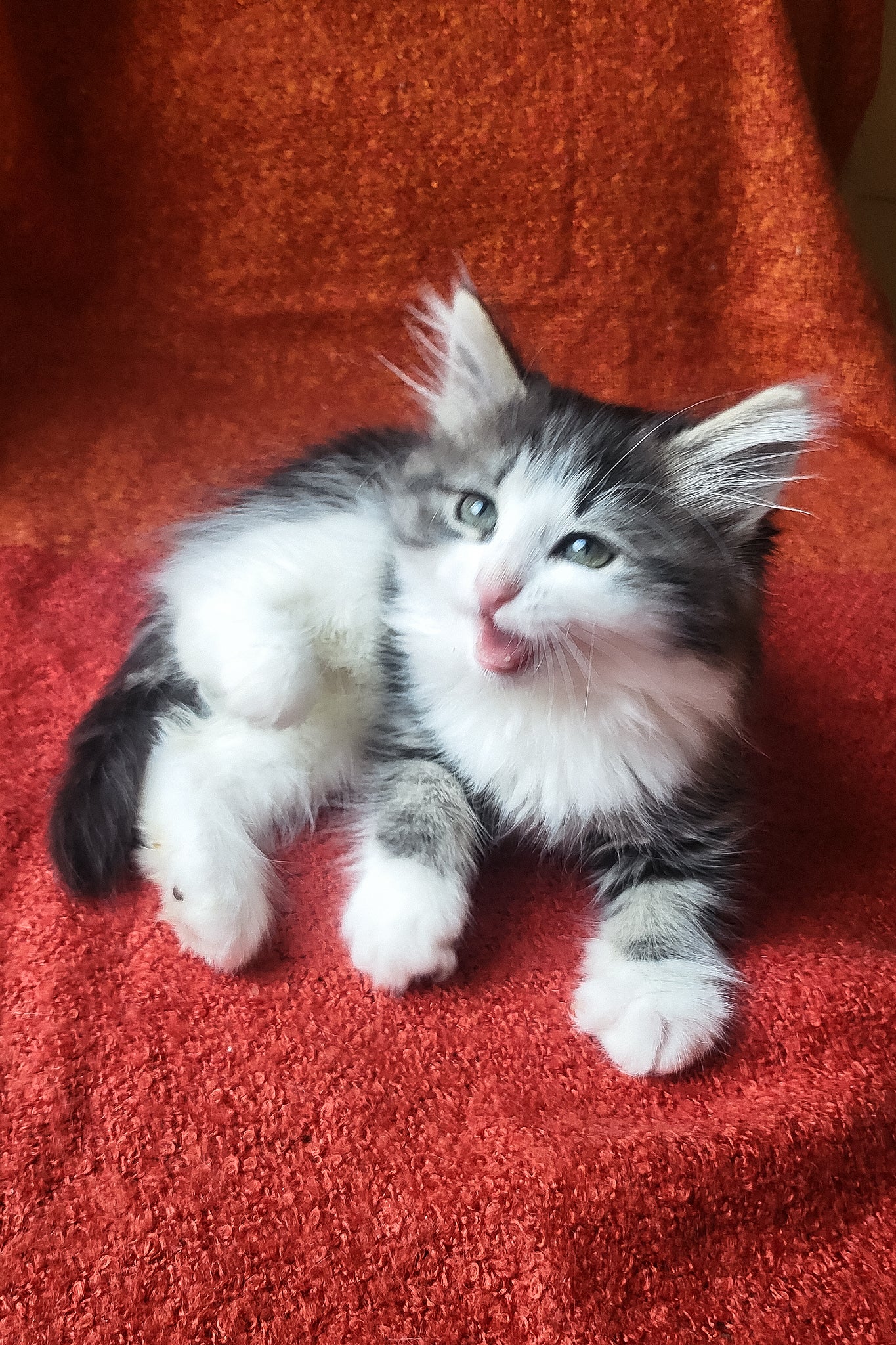 Eleanor | Siberian Kitten - Image 5
