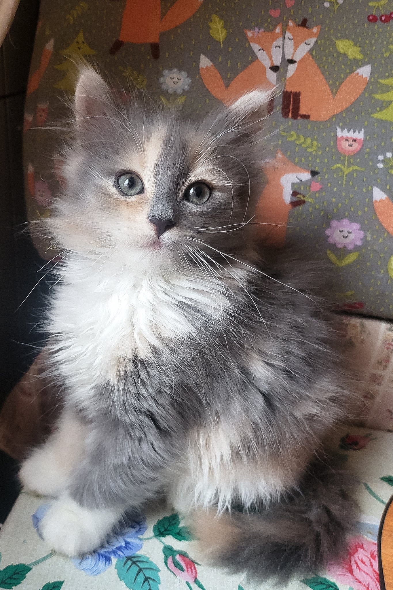 Hypoallergenic Kittens in New Hampshire
