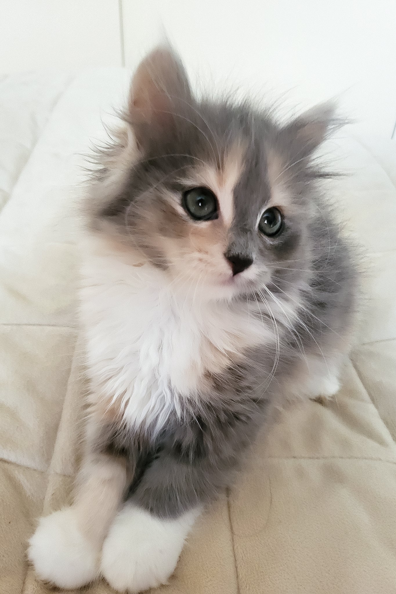 Erin | Siberian Kitten - Image 4
