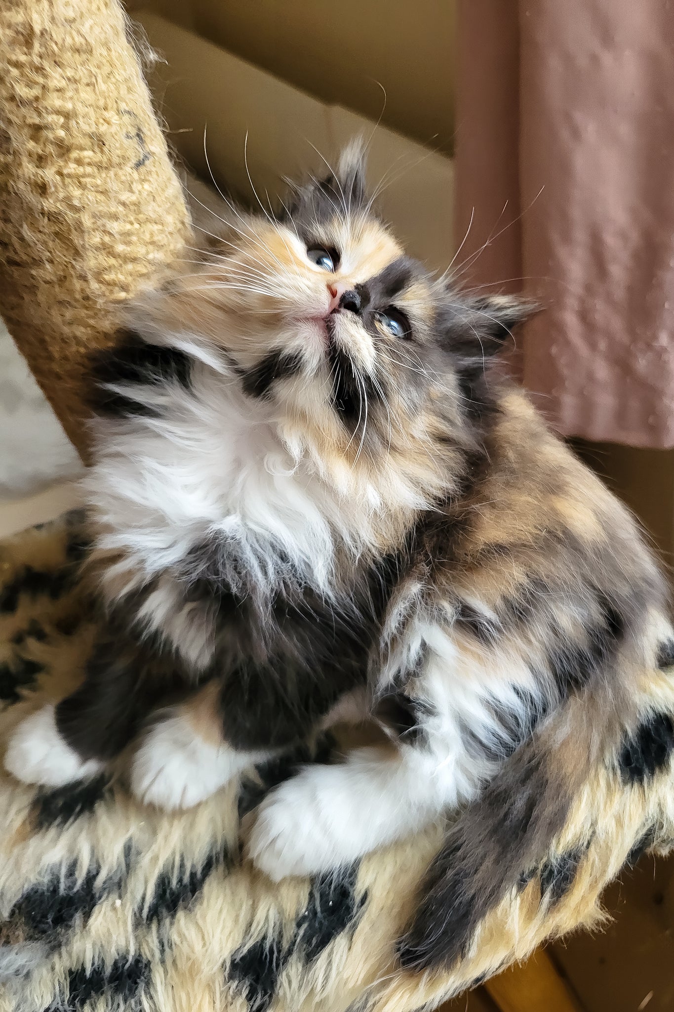 Esther | Siberian Kitten - Image 3
