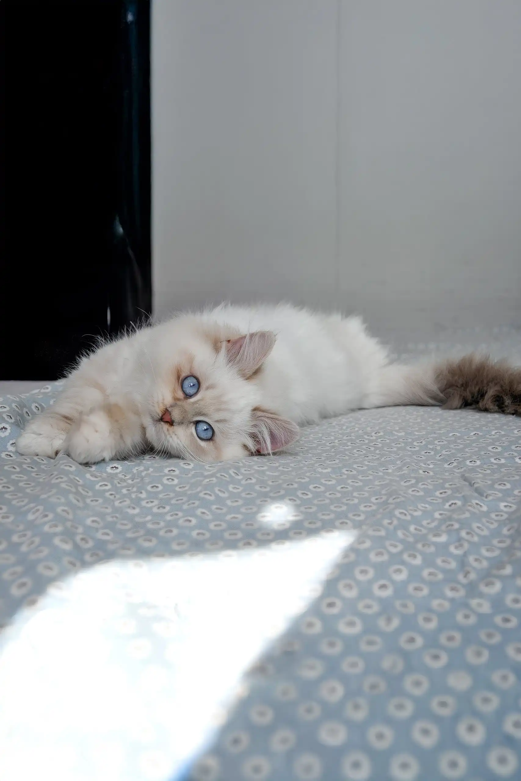 Hanni | Siberian Kitten - Image 10